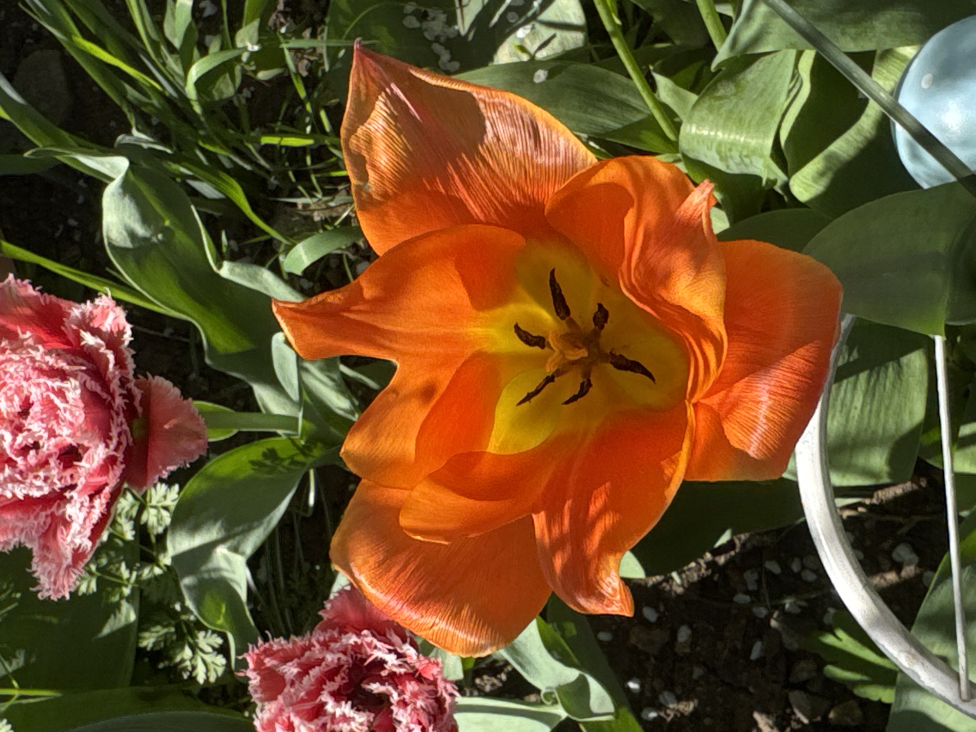 The image shows a close-up of an orange tulip in full bloom, with a yellow base and dark stamens. Two pink carnations are also visible in the lower left corner. The flowers are surrounded by green foliage, suggesting a garden setting. A curved white metal object is also present. The location cannot be determined to be Sofia, Bulgaria based on the information provided.