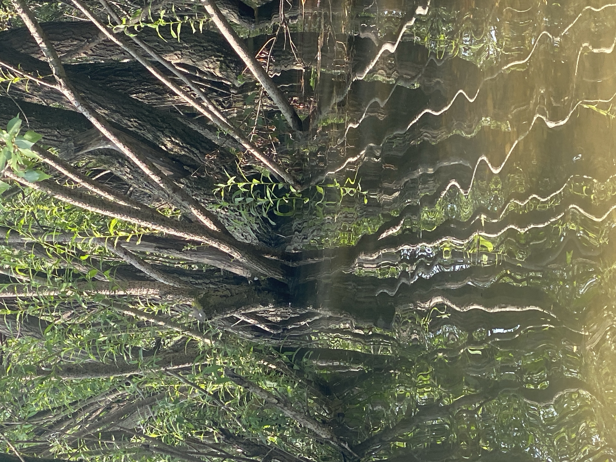The image depicts a close-up view of tangled tree trunks and branches emerging from murky, still water. The trees are dense and appear to be growing out of the water's edge. Sunlight filters through the leaves, creating dappled patterns on the tree bark and reflecting distorted images of the branches and foliage onto the water's surface. The reflections are wavy and abstract, creating a sense of depth and movement within the water. The environment appears natural and somewhat wild, suggesting a wetland or forested area. There are no people or animals visible in the image. The location in Novokuznetsk, Russia, is not discernible from the image itself.
