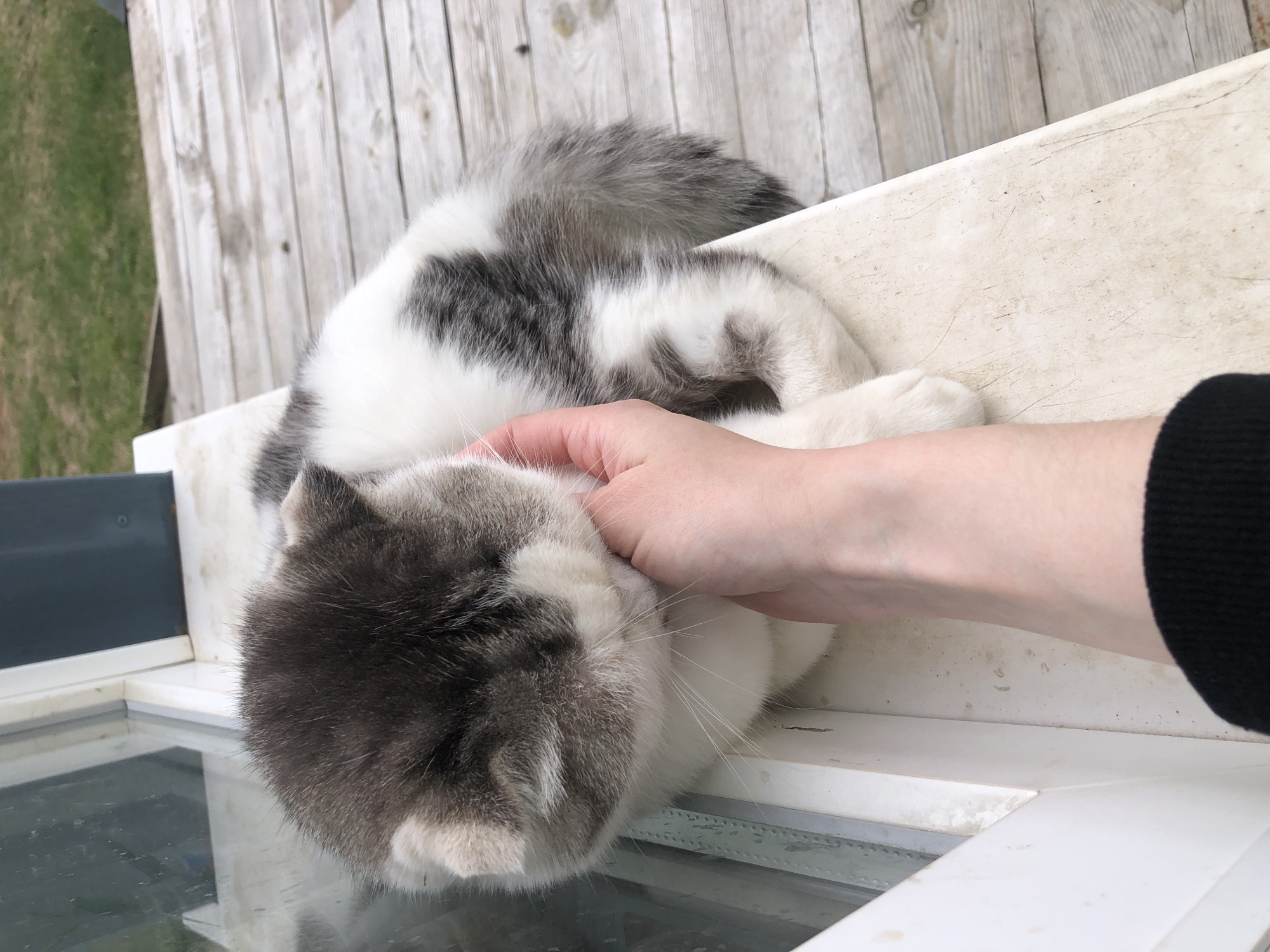 A close-up shot captures a moment of interaction between a human and a domestic cat in Noviy, Russia. The main subject is a white and grey/black patched cat, lying on its side on a white ledge or windowsill. A human hand with fair skin is gently petting or scratching the cat's head and neck area. The cat appears relaxed, with its eyes closed or looking down, seemingly enjoying the contact. Its fur is dense and fluffy, especially noticeable on its tail, which is curled behind its body and prominently features the grey and white pattern.
The background shows weathered light-colored wooden planks, possibly part of a fence or deck, running horizontally behind the cat. To the left, a patch of green grass is visible, suggesting an outdoor or semi-outdoor setting. Below the cat's head and the petting hand, a clear glass surface is visible, indicating the presence of a window, which reflects some light. The lighting is bright and natural, consistent with daytime. No discernible text is visible in the image.