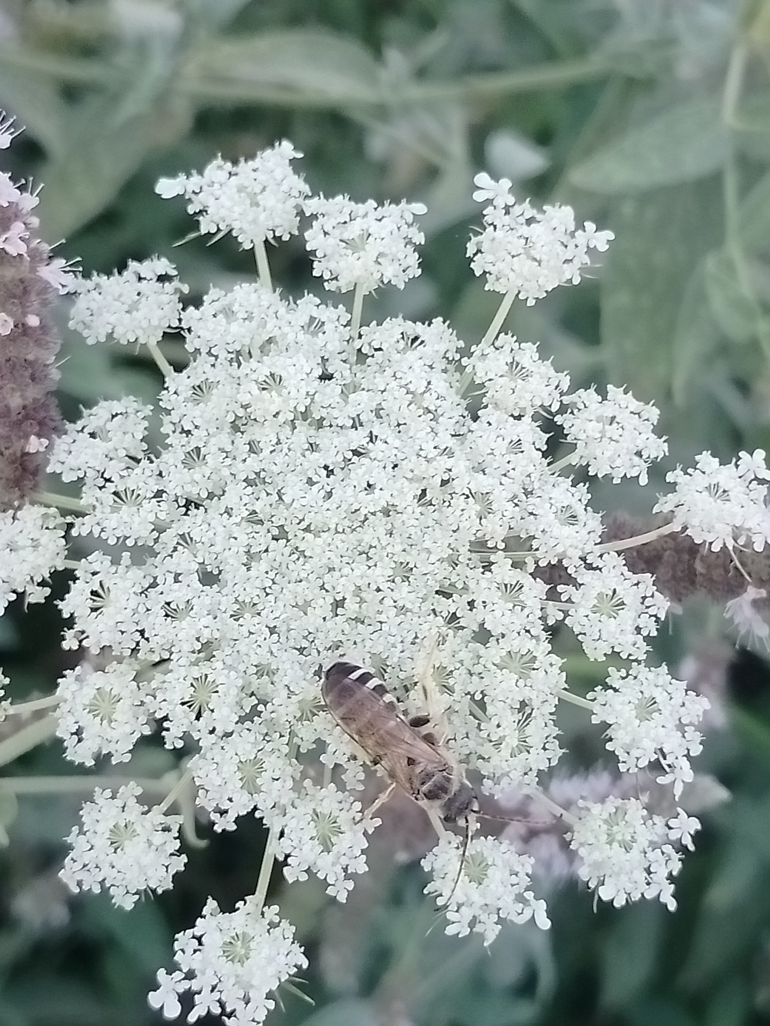 A bee is perched on a cluster of small white flowers. The bee is brown and black with striped markings on its abdomen. The flowers are delicate and have many tiny petals. The background is out of focus and appears to be greenery. The scene is outdoors, likely in a garden or natural setting. The provided context of Көлкент, Kazakhstan suggests this is a snapshot of local flora and fauna.