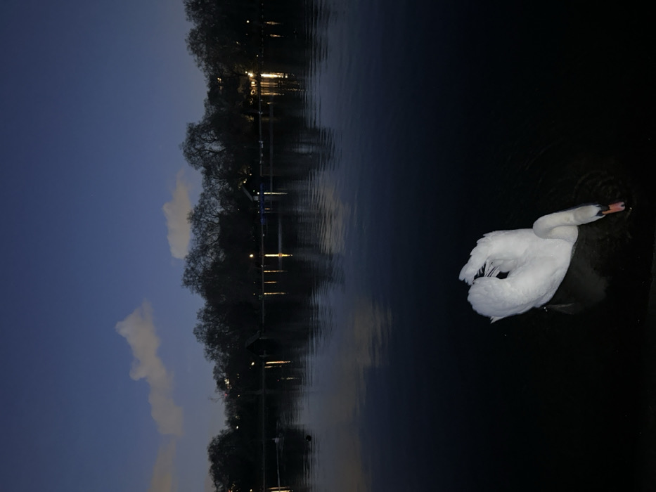 A lone white swan swims in a dark body of water. Its neck is arched, and its head is slightly submerged. The water reflects the sky and the silhouetted trees lining the bank in the background. The sky transitions from a light blue near the horizon to a deeper blue higher up. Some light from structures on the bank also reflects on the water. The image has a subdued, almost nighttime feel.