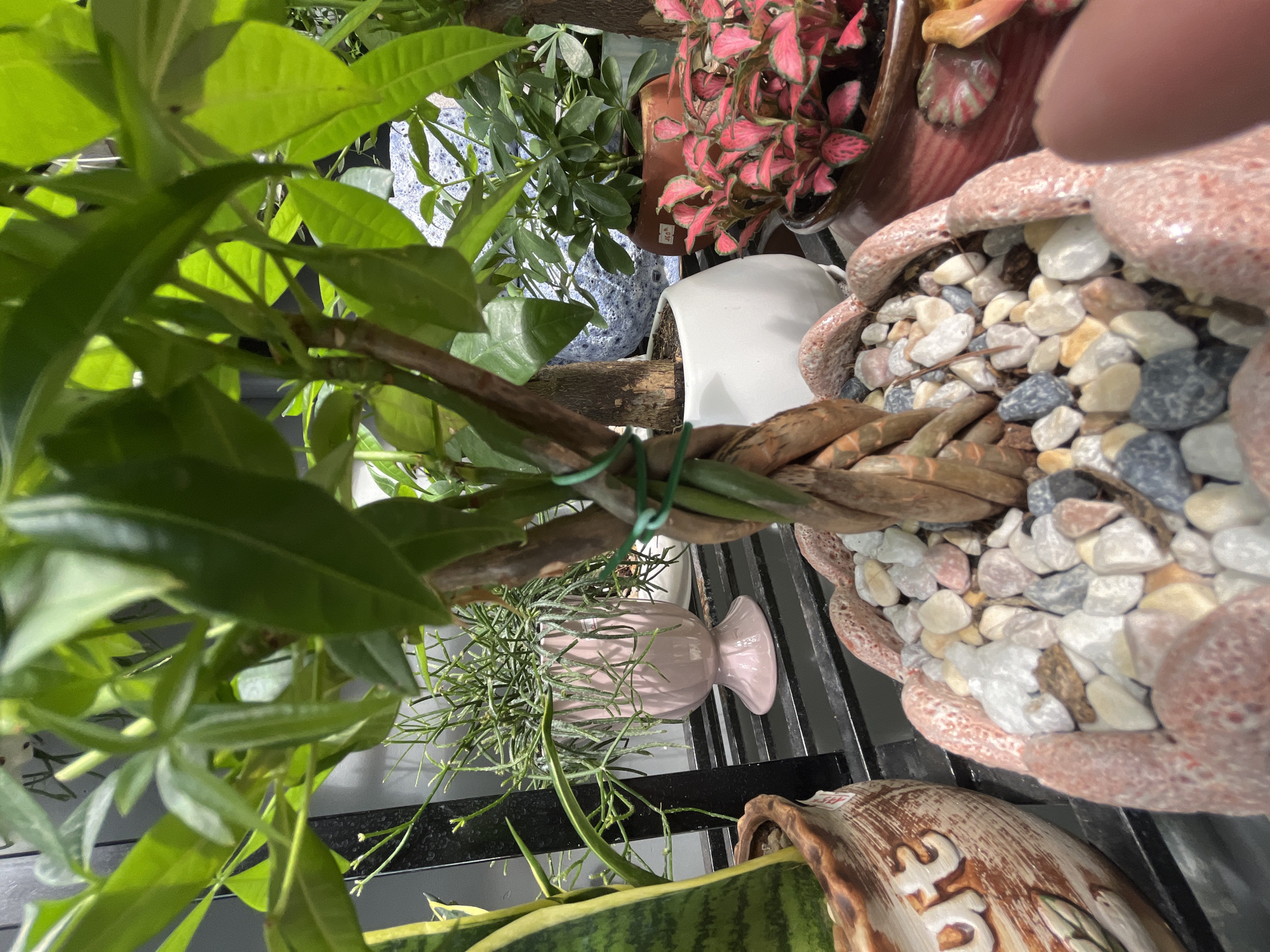 The image depicts a collection of potted plants arranged on a black metal shelf. A money tree with green leaves and a braided trunk dominates the left side of the frame. A pink nerve plant is in a brown pot. A pink, vase-shaped pot with a thin-leaved plant hanging from it sits below the money tree's braided trunk. The shelf also holds a snake plant in a decorative brown pot with white lettering. At the top-right, a pink pot is filled with small, light-colored stones and a few brown leaf-like items. The location is not identifiable from this image.