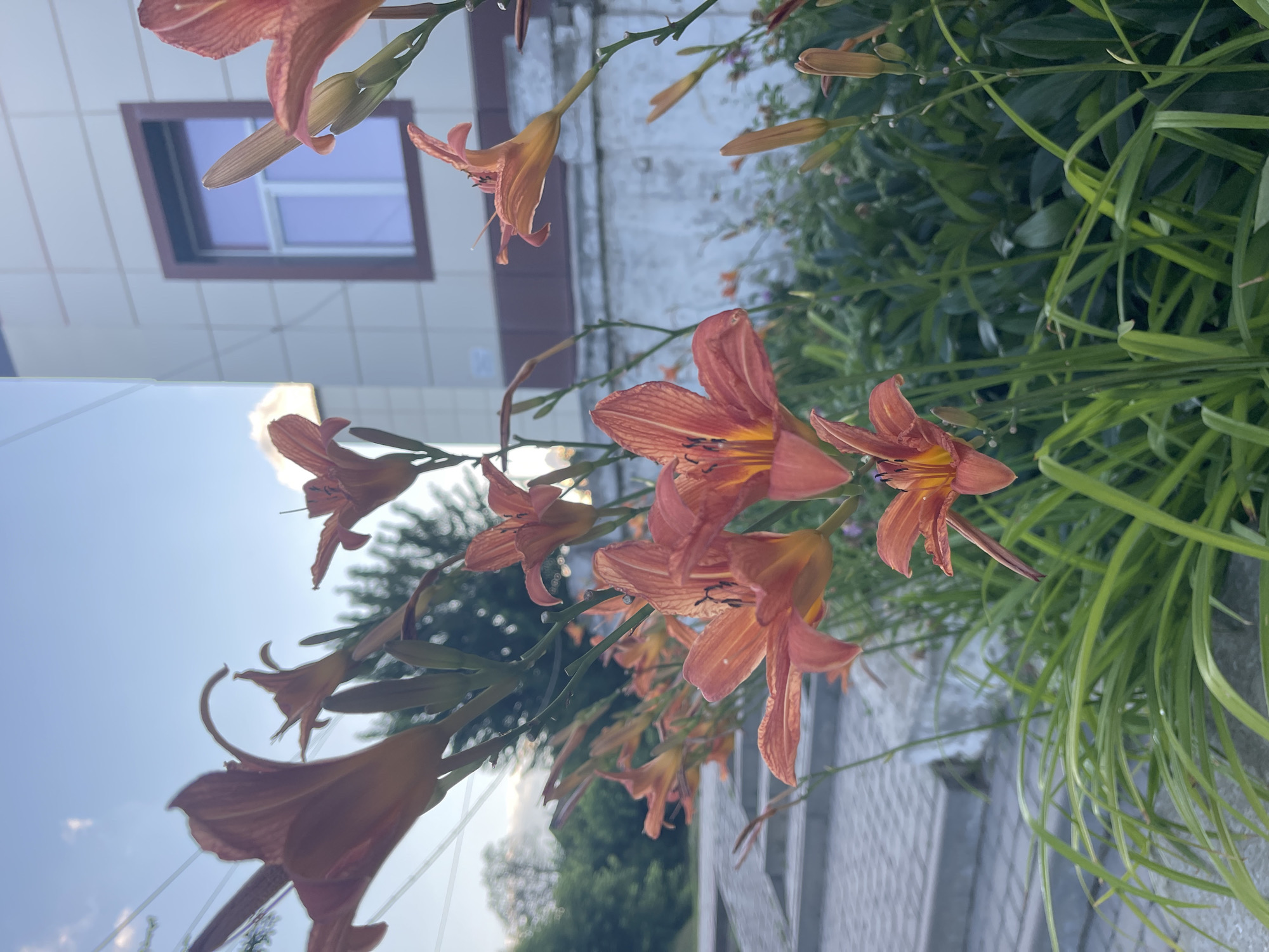 This is a vertical, eye-level, outdoor photograph featuring a cluster of orange daylily flowers in the foreground, some in bloom and others as buds. The flowers are the primary subject, with their delicate petals and vibrant color creating a focal point. Behind the flowers, the background is a mix of elements suggesting an urban or suburban setting in Krasnokutsk, Ukraine.
To the left, a building with a light-colored facade and a dark-framed window can be seen. The building's architectural style is not clearly discernible but suggests a modern construction. The sky is a clear blue, indicating fair weather and daytime. The lower portion of the image reveals a gray, textured surface, possibly a paved walkway or patio, and green foliage from the daylily plants and other vegetation.
The lighting suggests it is daytime, likely mid-morning or afternoon, given the brightness of the sky and the illumination of the flowers. There are no people or animals visible in the frame. The image evokes a sense of natural beauty juxtaposed with human-made structures. No text is visible in the photograph. The composition, with the flowers prominently displayed against the backdrop, suggests an appreciation for the natural flora within an everyday environment.
