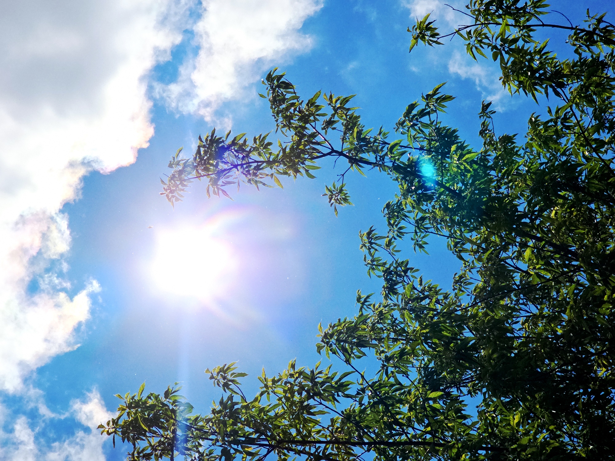 The image presents a vibrant upward view of a bright blue sky partially framed by the green canopy of a tree. The sun, located in the upper-left area, emits a powerful white light with a prominent rainbow-colored lens flare and sunburst effect, creating a radiant glow across the sky. Several white, fluffy clouds are scattered, mainly in the top and left regions, with the bright light causing some to appear almost translucent or to have subtly colored edges.
Lush green leaves on tree branches occupy the right side and extend across the bottom, with some branches reaching towards the upper center and lower left of the frame. The foliage appears healthy and well-lit by the sun, showcasing varying shades of green due to the interplay of light and shadow. A very small, white object, resembling a distant airplane, is faintly visible in the middle-left section of the sky, slightly above a bright cloud and to the left of the sun's flare.
The scene depicts a clear, sunny daytime, suggesting pleasant weather outdoors. No specific time of day beyond daytime can be ascertained, though the high sun indicates it's not early morning or late evening. The setting is a natural environment, likely a park or garden, with no discernible location cues or visible text.