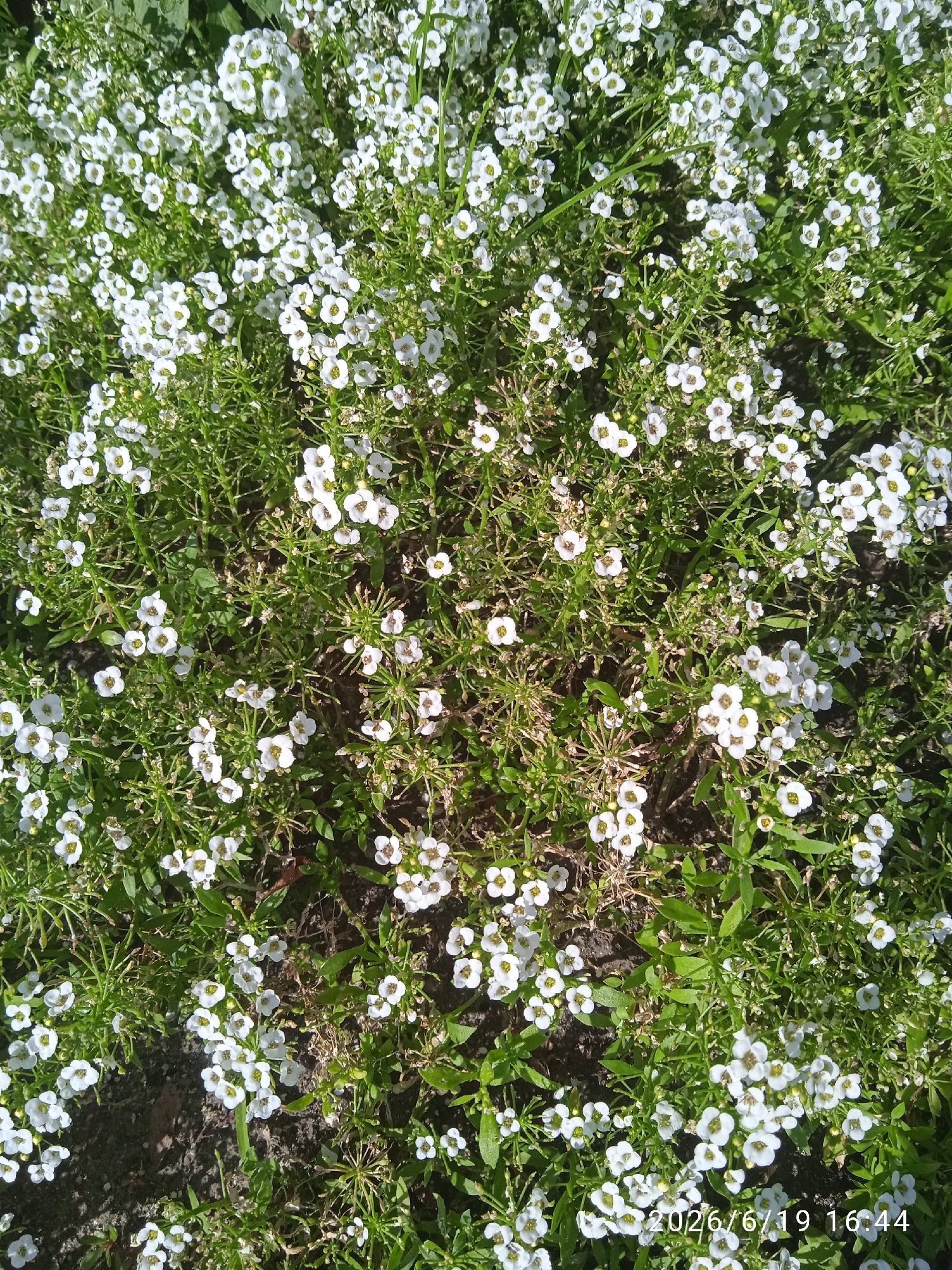 This is a top-down, medium-shot photograph of a patch of blooming Sweet Alyssum flowers in Khmelnytskyi, Ukraine. The small, white flowers with yellow centers are densely packed, creating a carpet of white and green. The greenery consists of thin, grass-like leaves and stems, with some patches of dark soil visible beneath the foliage. The lighting suggests it is daytime, with shadows indicating sunlight filtering through the plants. No people are visible in the image. The overall scene is one of natural beauty and growth, likely in a garden or public green space. A timestamp in the lower right corner reads "2026/6/19 16:44", indicating the date and time the photo was taken.