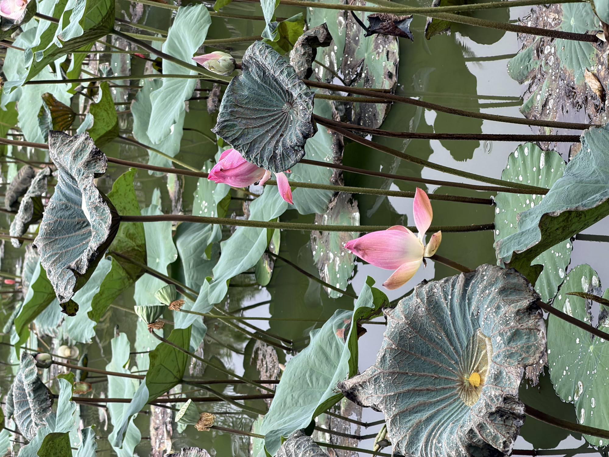 The image captures a pond in Nam Nha Trang Ward, Vietnam, filled with lotus plants. Several pink lotus flowers in various stages of bloom are visible, interspersed among large, textured lotus leaves. Some leaves are fresh and green, while others show signs of age and wear. Dark brown stems support the leaves and flowers, creating a dense network within the pond. Water droplets are scattered across the leaves. The water's surface is partially visible between the foliage and reflects the overcast sky.
