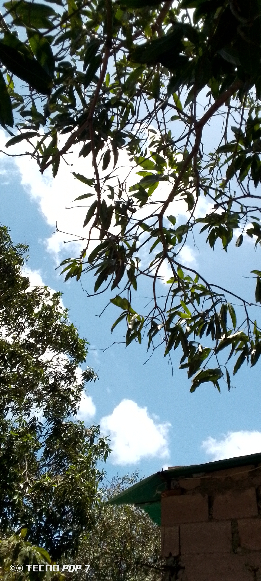 The photograph shows a view looking upward through tree branches toward a bright blue sky with scattered white clouds. In the upper portion of the image, a network of tree branches with green leaves partially obscures the sky. Another, more densely foliated tree is visible to the left. In the lower right of the frame is a section of a structure, possibly a building, constructed of cinder blocks. There is no explicit information to independently confirm this is in Altagracia, Venezuela as the only image information that is provided is of the subject. A "Tecno Pop 7" watermark is visible at the bottom left corner of the image. There are no people in the picture.