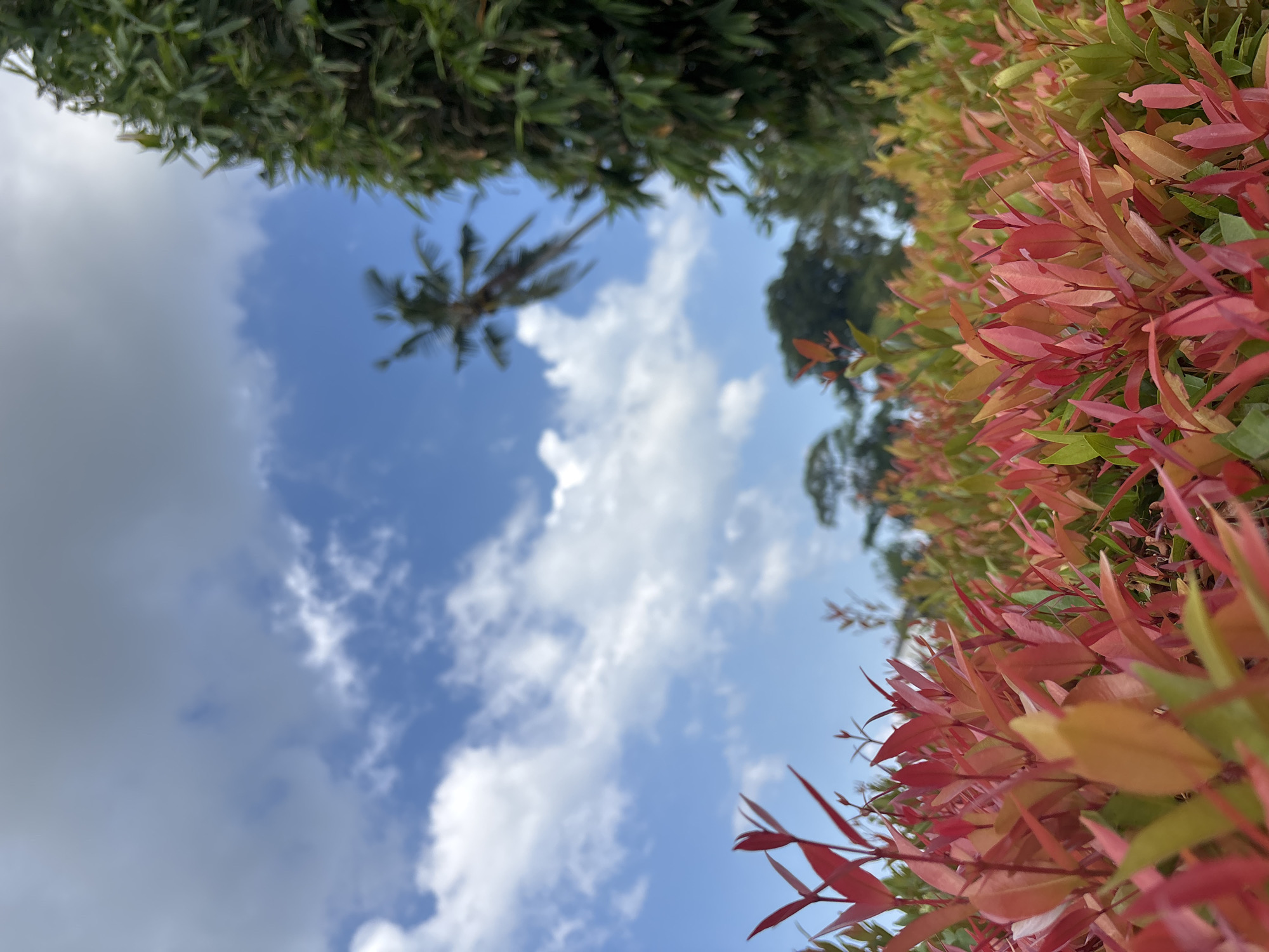 Captured from a low angle in Cemagi, Indonesia, the image presents a view upwards towards the sky. The upper and right portions of the frame are occupied by foliage: dense green trees above and a vibrant red-leaved plant to the right. The central area reveals a blue sky interspersed with scattered white clouds, with a solitary palm tree visible in the distance. The overall composition contrasts natural elements.