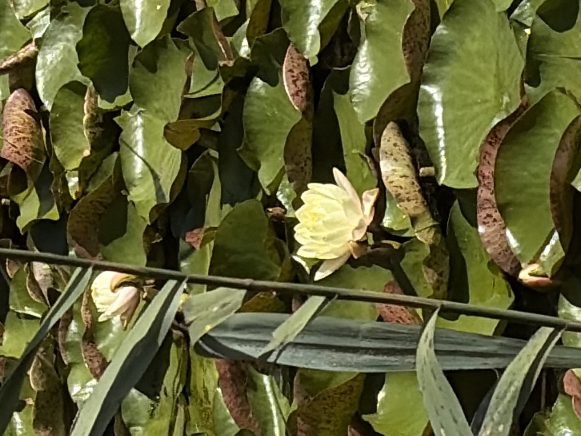 This is a close-up, high-angle, eye-level medium shot of a body of water with numerous lily pads, some of which are green and some are tinged with red and brown. A single pale yellow water lily is partially open and centered in the lower right quadrant of the frame. Several tall, thin green stalks or reeds are positioned in the foreground, obscuring parts of the lily pads and the water. The lighting suggests it is daytime, with sunlight casting highlights on the water and leaves. The scene appears to be a natural aquatic environment, possibly a pond or a slow-moving river, situated in Khimki, Russia. There are no people or animals visible in the image.