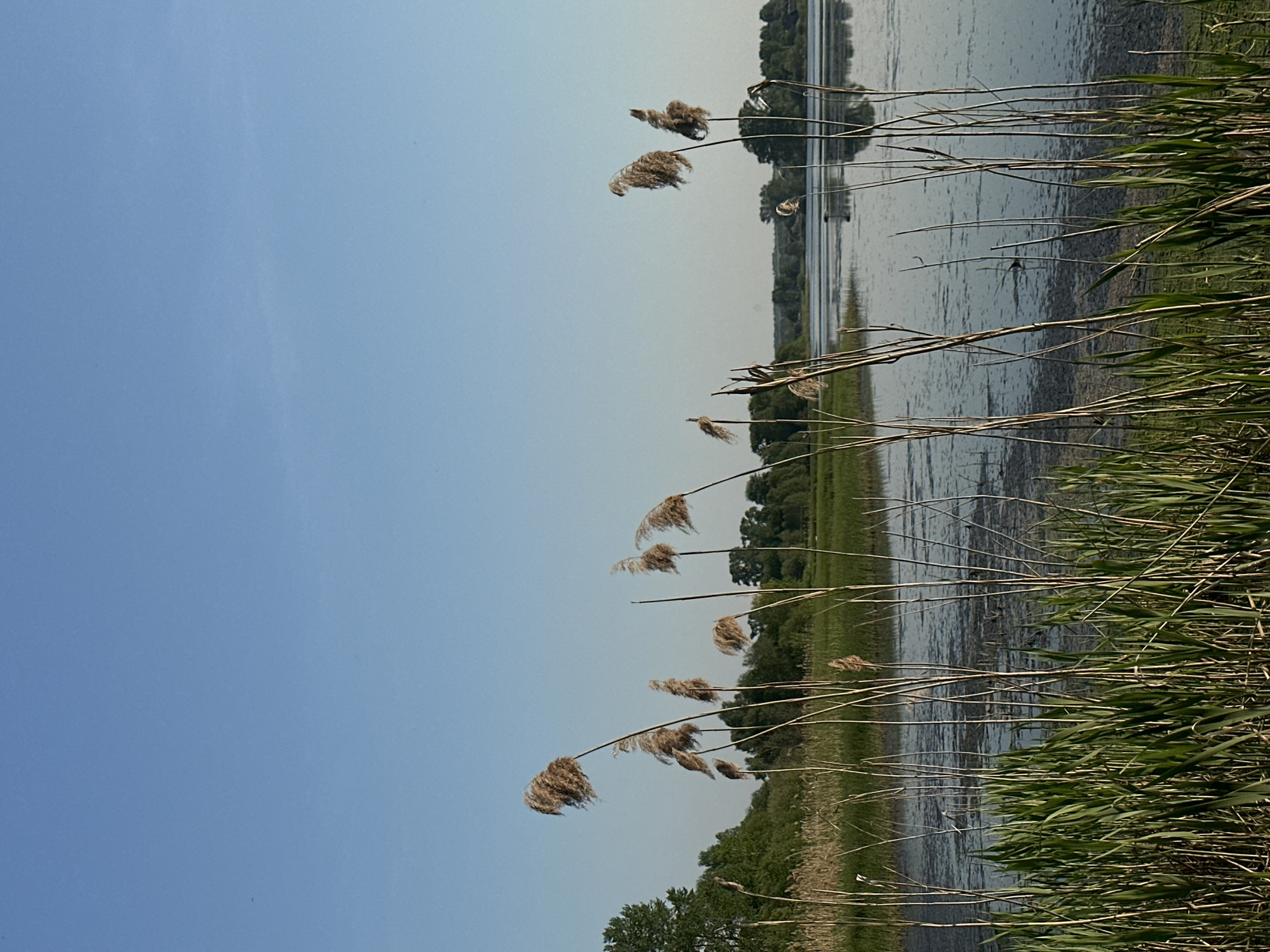 The image depicts a landscape in Альняш, Russia, showing a body of water, possibly a lake or a wide river, fringed with reeds and grasses. The sky is predominantly blue with a slight haze. Reeds are in the foreground, some with seed heads visible. Beyond the reeds, the body of water reflects the sky and the distant trees along the opposite bank.