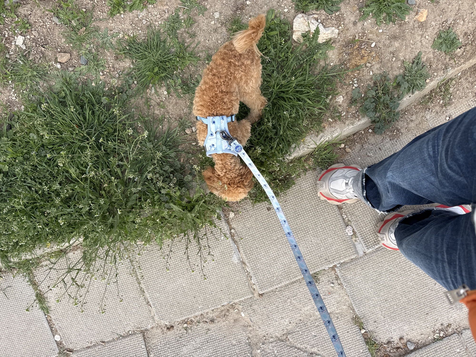 The image presents an elevated, angled view of a scene occurring outdoors, likely in Blagoevgrad, Bulgaria, though specific landmarks are absent. A brown, curly-haired dog wearing a light blue harness and leash is sniffing at some grass growing between concrete paving stones. The leash extends towards the lower right corner where a person is standing, wearing blue jeans and white sneakers with red accents. The surface is a mix of concrete pavers and areas of dirt and grass with small white flowers. The light suggests it is daytime.