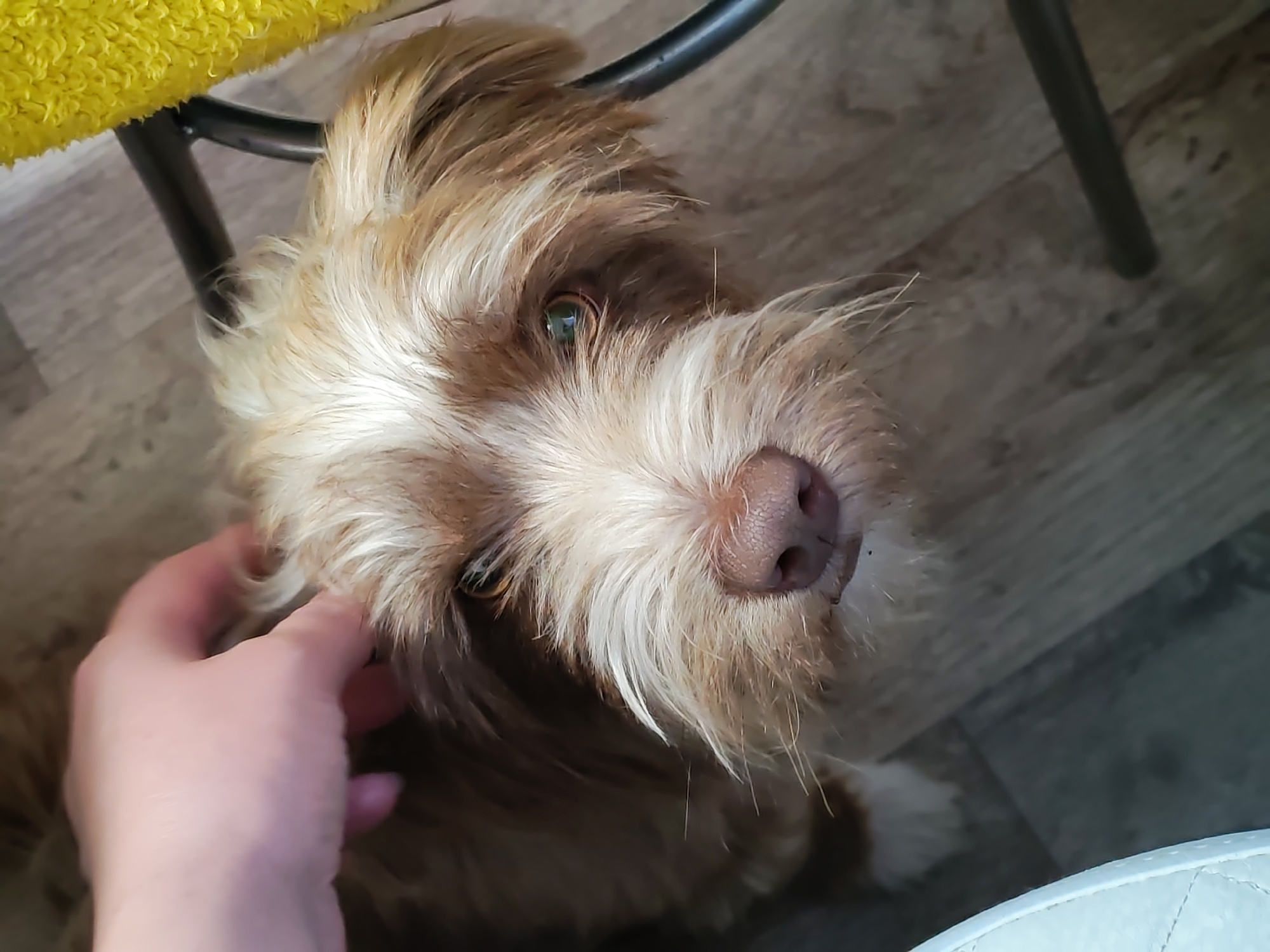 An overhead photograph depicts a shaggy-haired dog interacting with a human hand in an indoor setting. The dog's fur is a mix of light brown and off-white, with prominent facial hair around its muzzle and eyes. Its eyes are a light green-hazel color, and its nose is a pinkish-brown hue. The dog is looking upwards and slightly to the right, directly at the camera. A light-skinned human hand is positioned on the dog's left side, gently touching its fur near the cheek and ear. The floor beneath is constructed of light-colored wooden planks. In the upper left corner, a portion of a bright yellow, textured, possibly fluffy fabric object is visible, situated above a dark-colored, cylindrical object, likely a furniture leg. A segment of a white, quilted, upholstered item is visible in the lower right corner. The specific geographical location of Malaya Purga, Russia, cannot be determined from the visual information provided in the image.