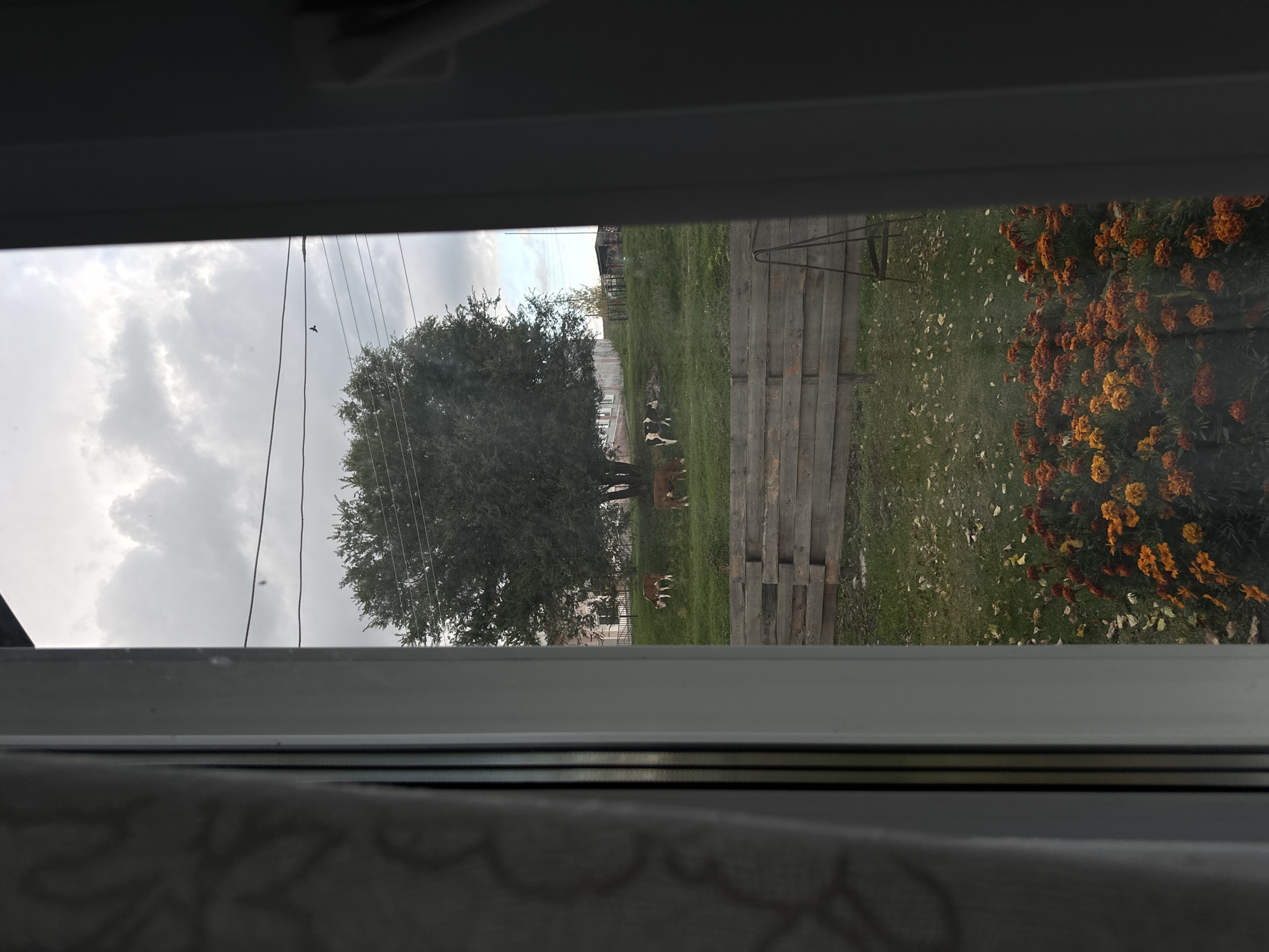 The image depicts an outdoor scene viewed through a window, suggesting a residential area. In the mid-ground, a large, leafy tree stands on a grassy hillside. Several cows, predominantly brown and white, are scattered across the slope, grazing. A wooden fence runs horizontally across the lower mid-ground, separating the hillside from a patch of grass with scattered fallen leaves in the foreground. In the immediate foreground, a cluster of bright orange and yellow flowers, likely marigolds, are in bloom. The sky above is overcast with gray clouds. In the background, a building with multiple windows and a light-colored facade is visible behind the tree, along with some utility lines and a dark shed-like structure. The overall impression is of a rural or semi-rural setting, potentially in the city of Beryozovka, Russia, given the context.