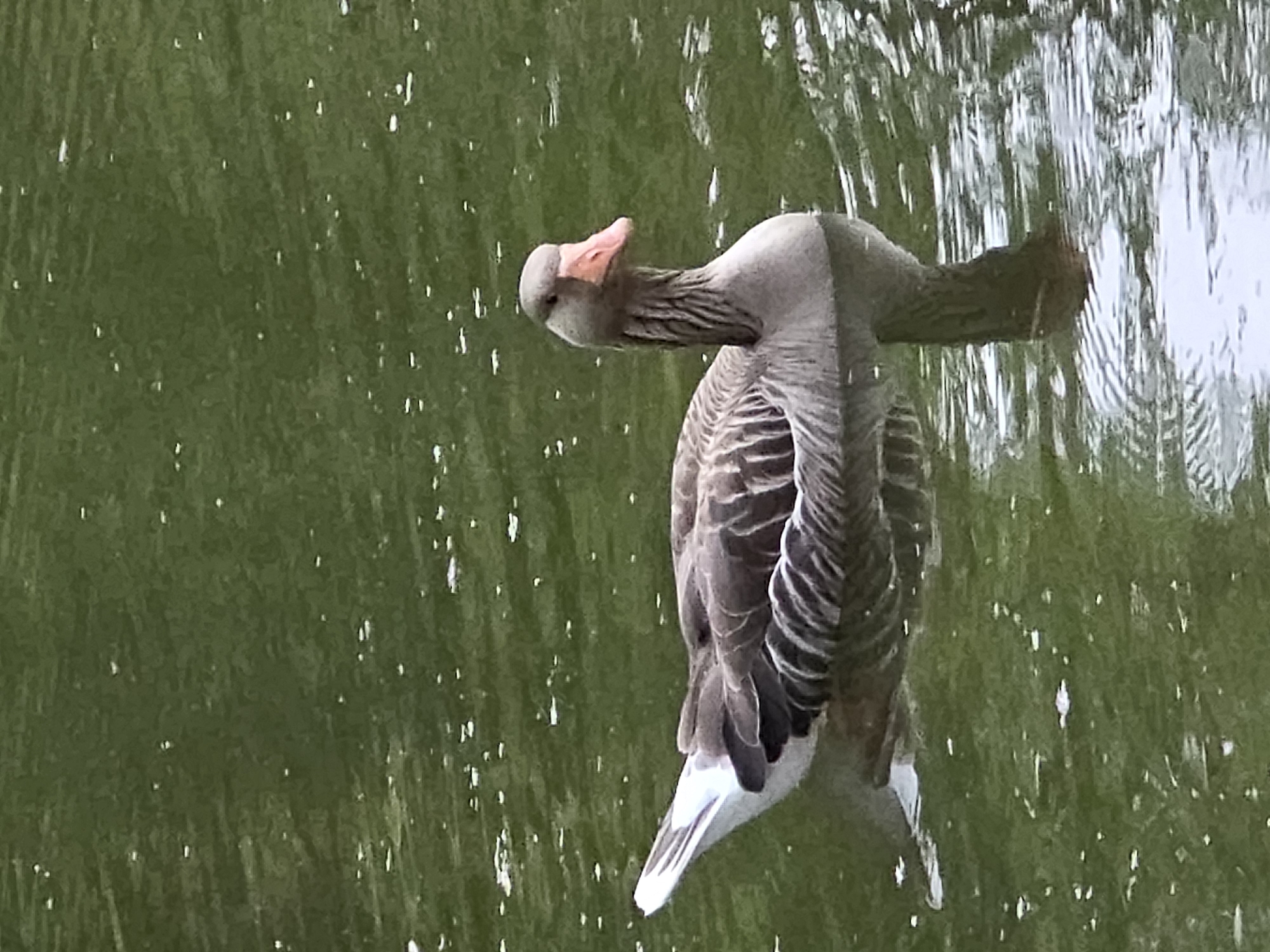 A goose swims in the green water of a pond. The goose is facing right and its head is turned to look at the camera. Its beak is orange and its feathers are gray and white. The water has small white specks on its surface, which are likely reflections of light or small particles. The goose is partially submerged in the water, and its reflection is visible below. This image was taken in the city of Fürth, Germany.