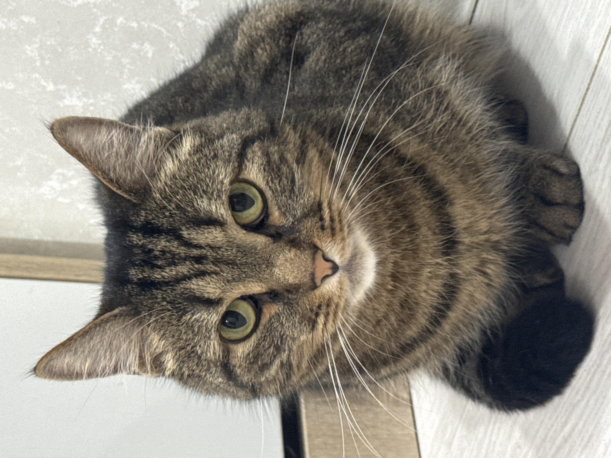 A tabby cat with green eyes and white whiskers is sitting on a light-colored wooden floor. The cat is looking directly at the camera. The background is a light-colored wall with some texture. There is a wooden object behind the cat on the left side of the image. The cat's fur is a mix of brown, black, and gray stripes. Its left paw is visible, and it is dark colored. The image appears to have been taken indoors.