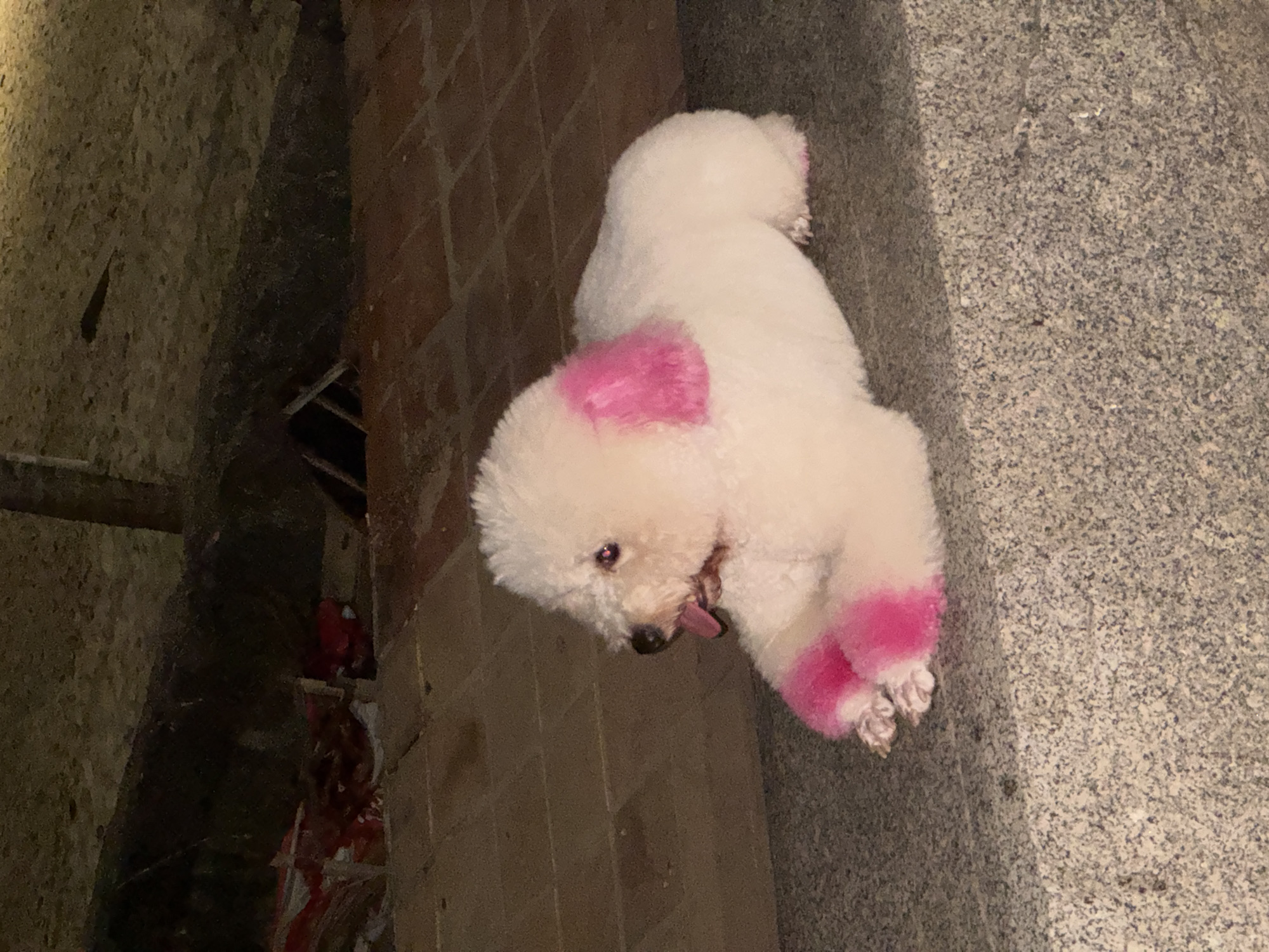 A white Bichon Frise dog is positioned on a stone surface. The dog has been dyed with pink on its ears and paws. The dog's tongue is visibly protruding from its mouth. The background consists of a brick wall, as well as an additional stone surface adjacent to the dog, and darker wall. The location is unknown.