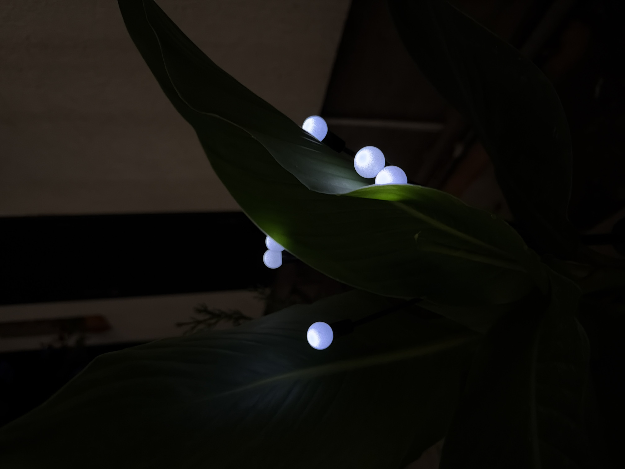 A close-up, indoor shot features a large, dark green leaf with several small, spherical, white lights attached to thin black stems. The lights are clustered around the central part of the leaf and appear to be illuminating the plant from within. The background is dark and out of focus, with some indistinct vertical shapes and a horizontal line suggesting indoor shelving or furniture. The lighting is dim, with the bright white lights creating a stark contrast against the dark foliage and background. The image does not contain any information or context related to the city of Tuapse, Russia.
