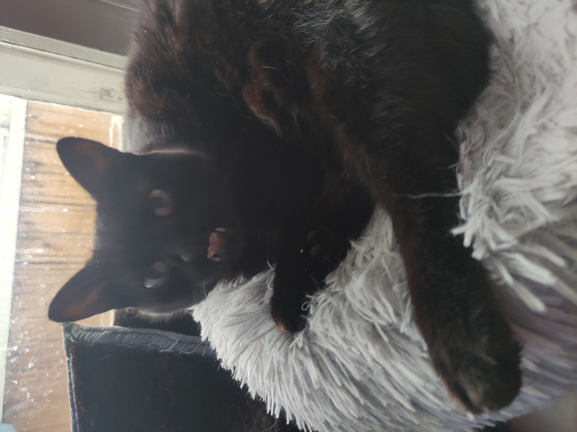 A black cat lies on a gray, fluffy cat bed. The cat is positioned near a window. The location is impossible to identify with the information provided.