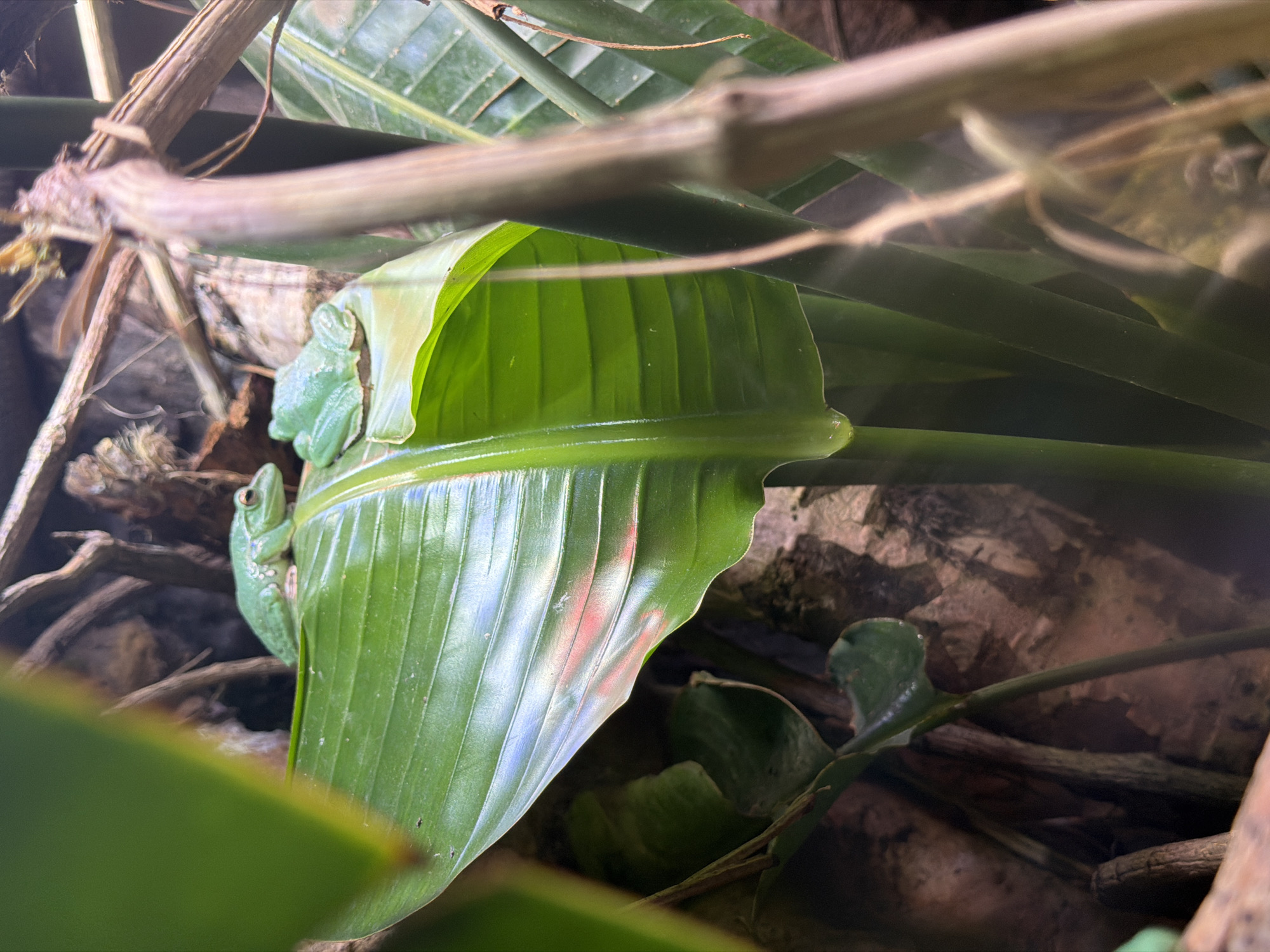 The image displays a close-up view of two green frogs nestled among large green leaves and brown branches. One frog is perched on the edge of a large, ribbed green leaf, clinging with its feet. Its body is predominantly green, with some lighter speckling on its back and sides. Its eyes are visible, looking forward. Another frog, partially obscured, is situated below and to the left of the first frog, also appearing to be on a leaf. The leaves are a vibrant green, with prominent parallel veins, and appear to be from a tropical plant. The background consists of dry, textured branches and some lighter-colored elements, possibly bark or soil. The lighting suggests an indoor environment, possibly a terrarium or enclosure, with artificial light illuminating the scene. There is no visible text in the image. The overall impression is one of a naturalistic habitat, highlighting the frogs in their environment.