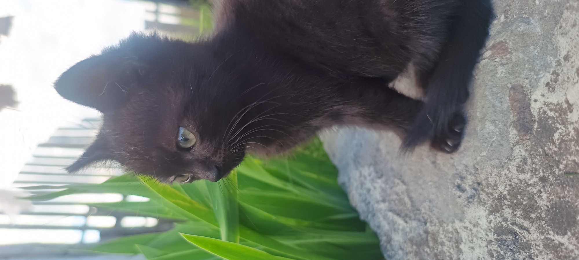 A close-up, eye-level shot captures a black kitten sitting on a rough, light-colored stone surface. The kitten is positioned in the right half of the frame, facing left with its head turned slightly further left, looking off-camera. Its green eyes are prominent, reflecting light. The background features lush green foliage on the left side, with a blurred, out-of-focus background of vertical lines, possibly a fence, and bright sky suggesting an outdoor environment. The kitten's fur is dark and appears soft. Its front paws are tucked beneath its body, and its tail curls slightly at the end. The lighting is bright, casting subtle shadows and highlighting the textures of the stone and the kitten's fur.