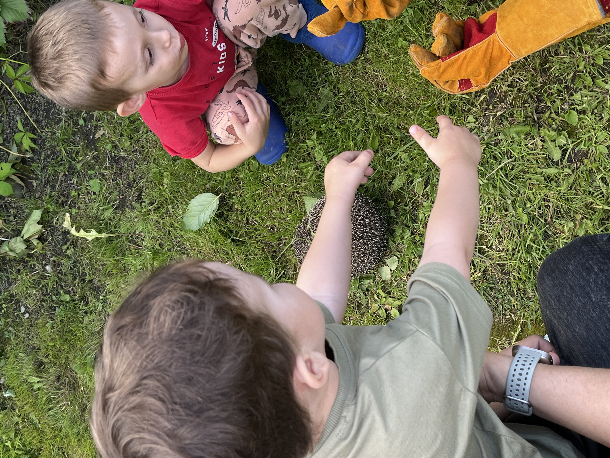 Two young boys are on the grass in a backyard in Igra, Russia. The boy on the left wears a red t-shirt with "Vroom Vroom Kids" printed on it in white text, and light-colored pants with a dinosaur pattern. He is leaning forward, looking down at something on the ground. The boy on the right wears a green t-shirt and a grey smartwatch. He is also leaning forward, with his right arm extended towards the ground. Between the two boys is a hedgehog, curled into a ball. The scene appears to be taking place outdoors during the daytime. The overall mood seems to be one of curiosity and wonder as the boys observe the hedgehog. There are some leafy plants visible in the background. The grass is green and appears well-maintained. The boys are wearing protective gloves, suggesting they might be interacting with the hedgehog under supervision.