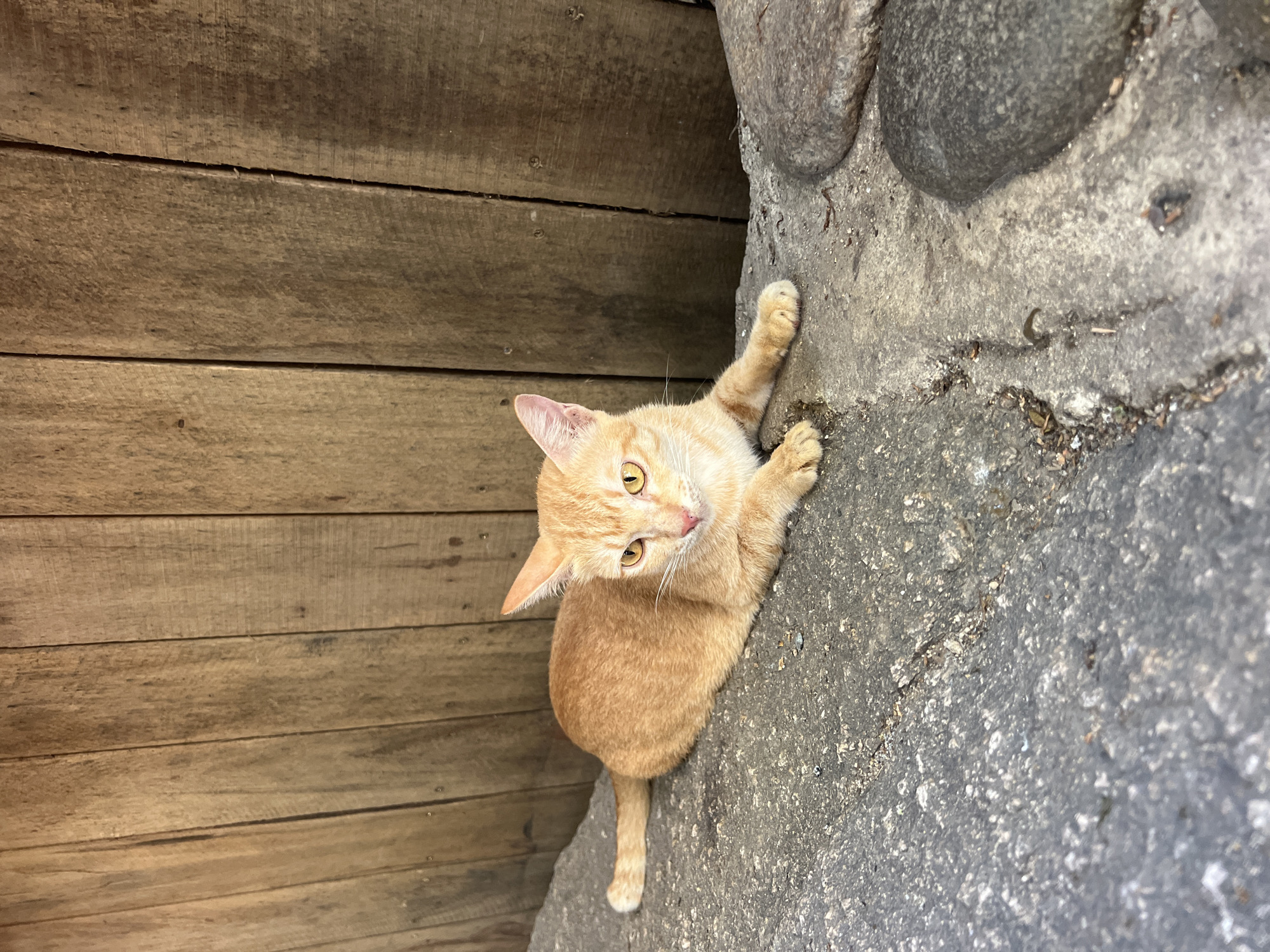 A ginger cat lies on a textured gray surface in front of a wooden fence. The cat is facing the camera, with its body elongated and its front paws extended. Its eyes are open and appear yellow. The wooden fence behind the cat is composed of vertical planks of varying shades of brown. The ground the cat is lying on is rough and appears to be stone or concrete. There are several large, smooth, dark gray stones to the right of the cat. The scene is outdoors and appears to be in a natural or semi-natural setting. The location is Vĩnh Hải, Vietnam.