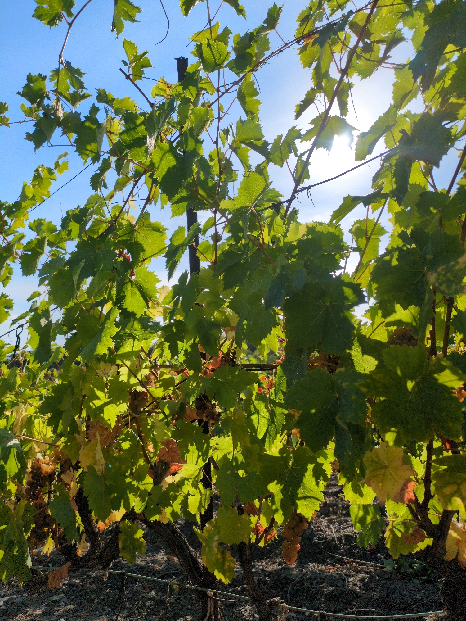 This image depicts a close-up view of grapevines under a bright, clear blue sky. The sun is visible and high in the sky, with its rays filtering through the green leaves and casting dappled shadows. Clusters of grapes, some appearing light green and others with a more golden hue, are visible amongst the foliage. The vines have thick, dark, gnarled trunks and are supported by thin wires and posts, one of which is visible on the left side of the frame. The ground beneath the vines is covered in dark, loose soil or gravel. The overall impression is one of a vineyard scene bathed in sunlight.
