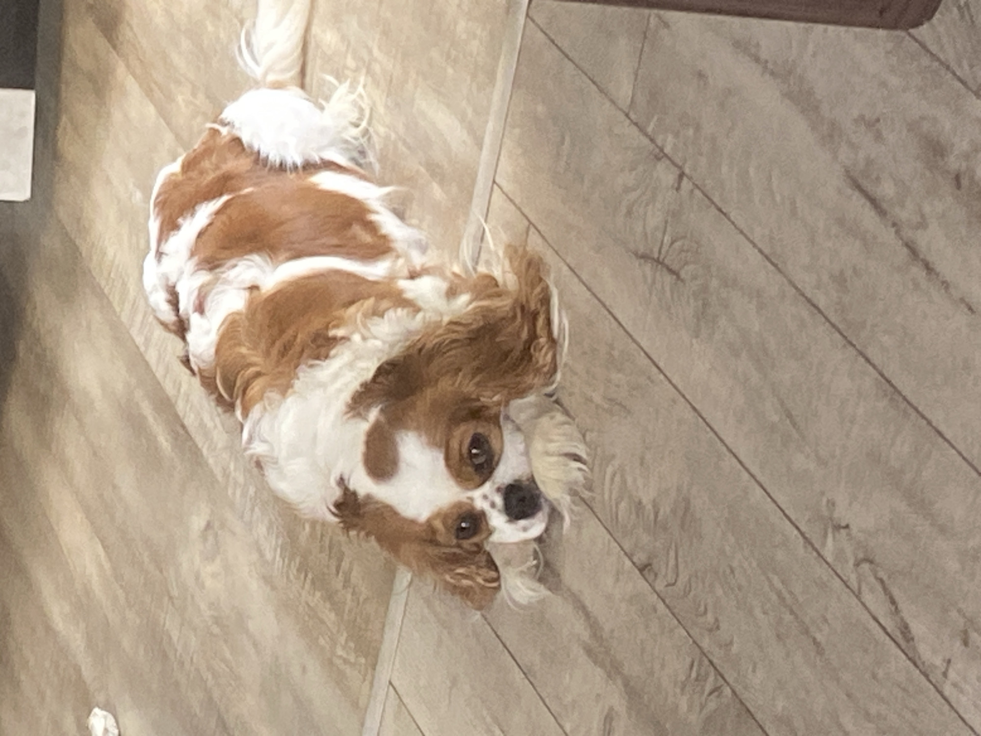 A Cavalier King Charles Spaniel dog is lying on a light brown wood-grain floor. The dog is predominantly white with large patches of chestnut brown. Its head is resting on its front paws, and its eyes are looking directly at the camera. The dog's ears are long and floppy, framing its face. The floor appears to be laminate or hardwood, with visible wood grain and subtle variations in color. The lighting is soft, creating gentle shadows on the floor. There is a small crumpled piece of white paper visible in the upper left corner of the image, and the bottom right corner shows a sliver of a darker object, possibly furniture.