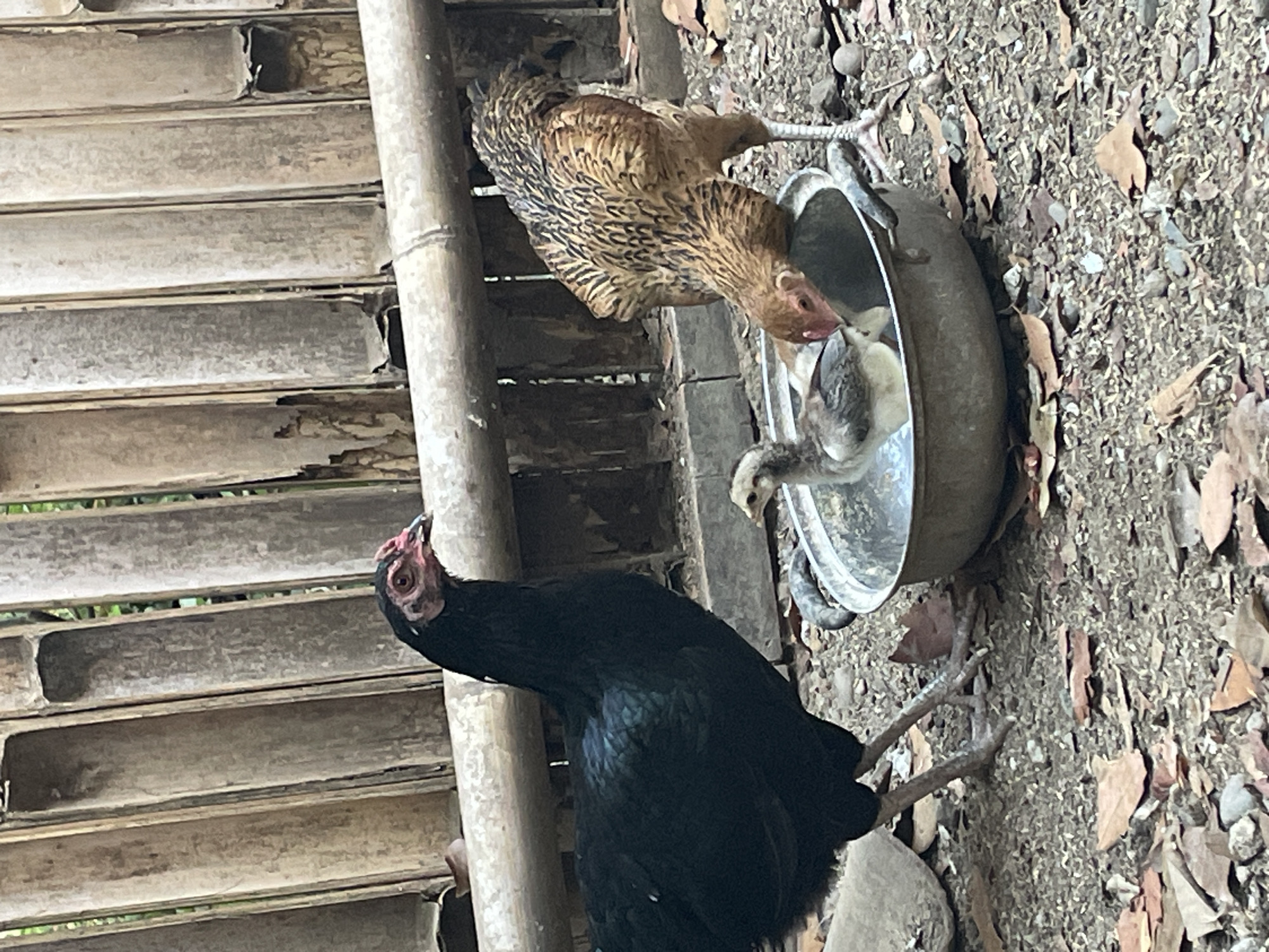 This image depicts a scene in Sucenjurutengah, Indonesia, featuring three chickens gathered around a shallow, metal basin filled with water. The chickens consist of one adult black hen, one adult brown and black speckled hen, and one small, light-colored chick. The adult brown and black hen is actively drinking from the basin, while the black hen stands to the left, observing. The chick is also in the basin, appearing to drink or splash in the water.
The environment is rural, characterized by a textured ground covered with small pebbles and scattered dry leaves. Behind the chickens, a rustic fence constructed from vertically aligned bamboo poles creates a natural, weathered backdrop. A horizontal bamboo beam runs across the middle of the fence, adding to the rustic aesthetic. The overall impression is one of a simple, outdoor domestic setting where these fowl are seeking refreshment.