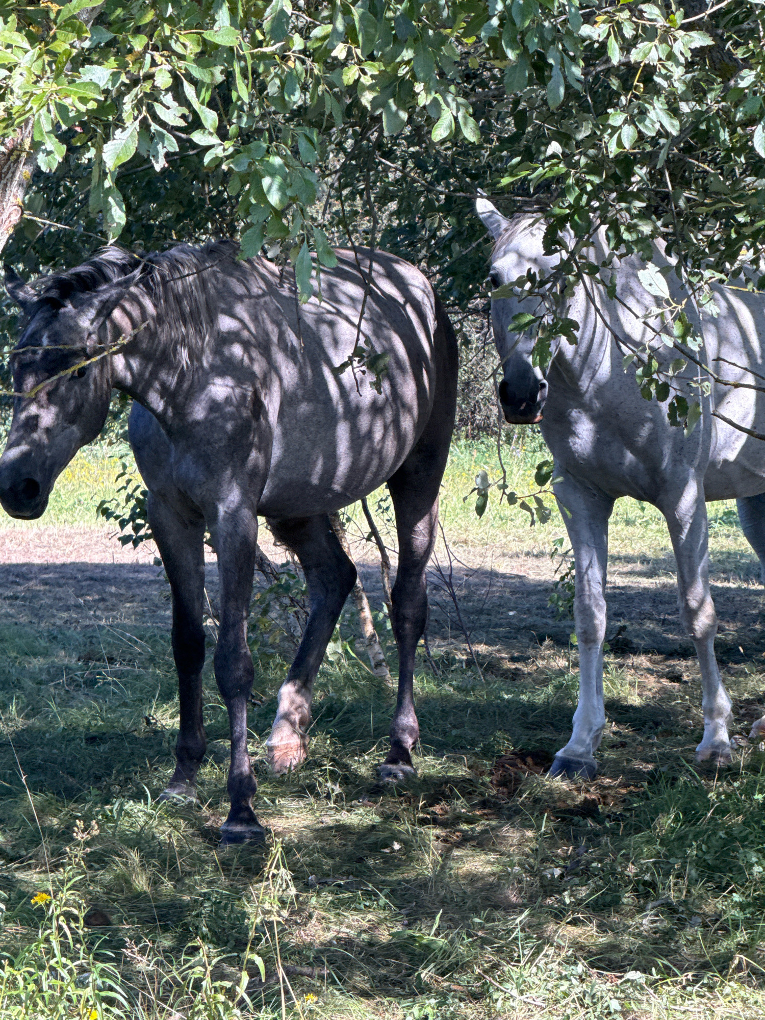 Two horses, one darker grey and one lighter grey, stand partially obscured by foliage and tree branches in an outdoor grassy area. The horses are in profile, facing towards the left and right of the frame respectively. The darker horse is on the left, with its head and forequarters visible. The lighter horse is to the right, with its head and upper body visible. The ground is covered in dry grass, with some patches of bare earth. Sunlight filters through the leaves, casting dappled shadows on the horses and the ground. The image appears to have been taken in the village of Galinė, Lithuania.