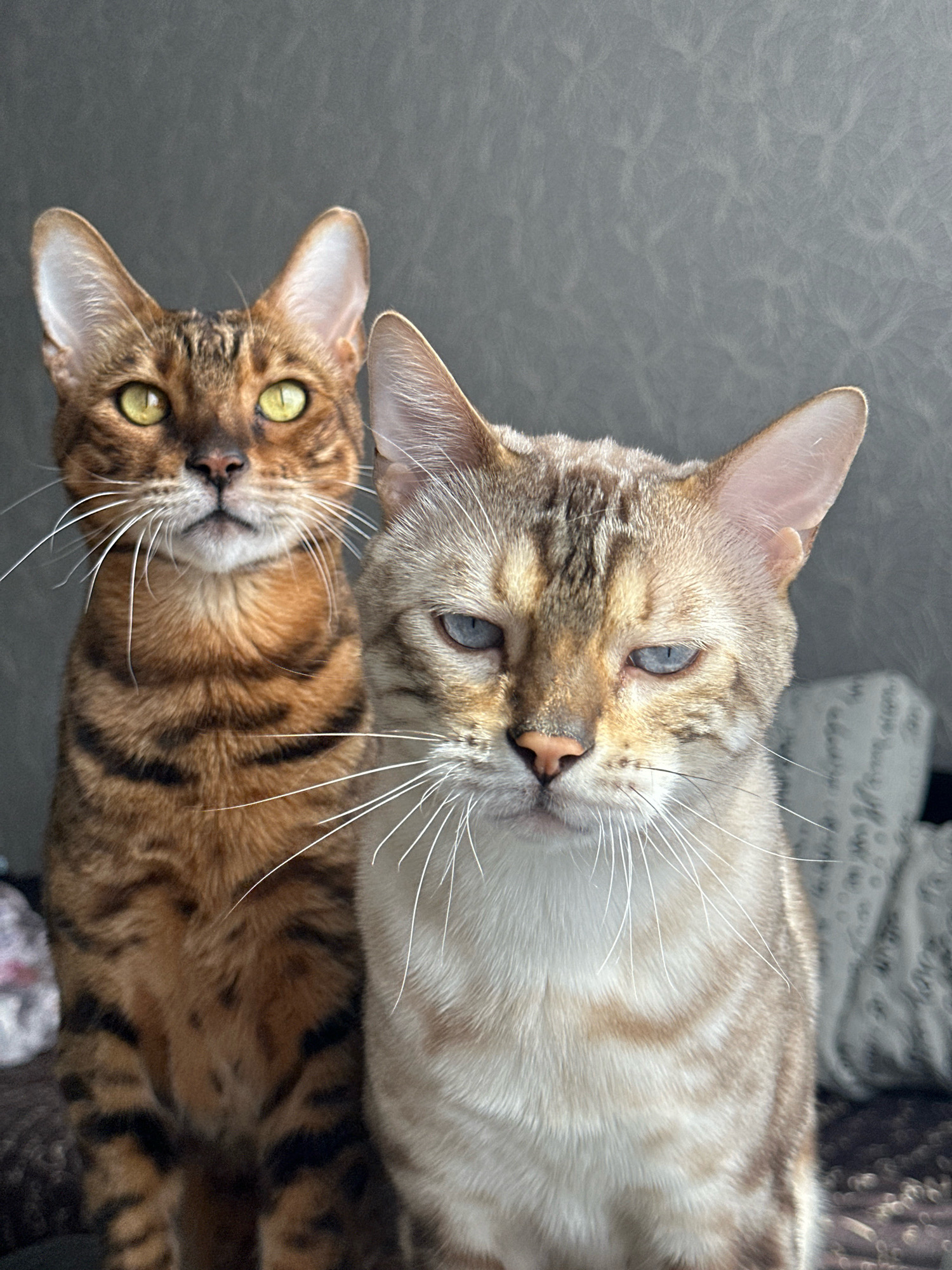 Two Bengal cats are sitting on a couch in a room. The cat on the left has brown fur with black spots and stripes, and green eyes. The cat on the right has lighter brown and cream-colored fur with faint stripes, and blue eyes. The background is a textured gray wall. The image was taken in Energetik, Russia.