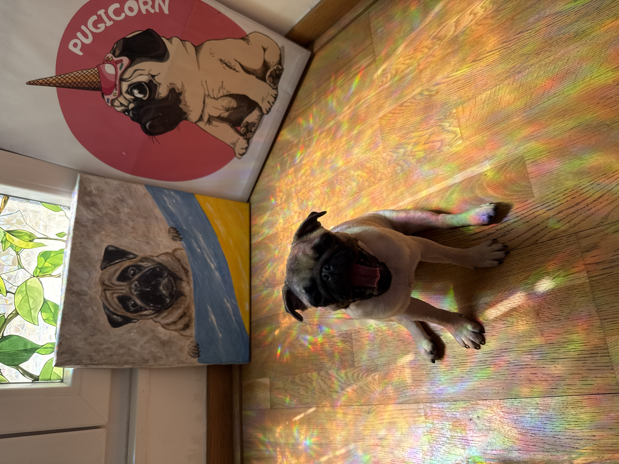 A pug puppy yawns while lying on a hardwood floor with prism light reflected from a window. Two pieces of pug-related art lean against the wall; one is a painting of a pug and the other is a circular print reading "PUGICORN" above a cartoon rendering of a pug with a unicorn ice cream cone on its head. A window sits to the left of the pug painting, allowing natural light and prism light to illuminate the scene. The location is Unknown, Unknown.