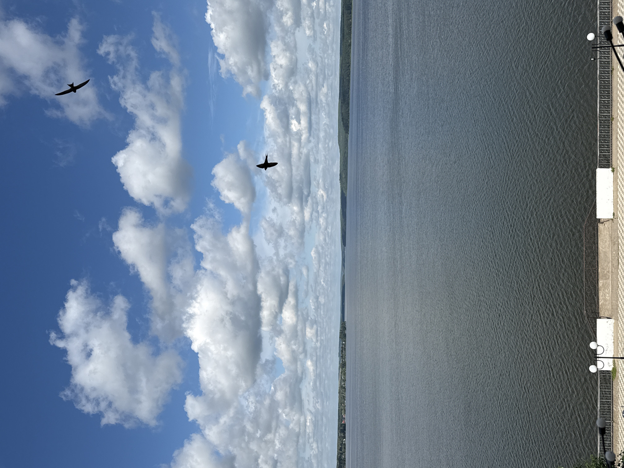 This is a vertical, eye-level, medium-wide shot of the Kama River in Votkinsk, Russia. The river fills the majority of the frame, with a distant treeline and sky above. The water is a dark, slate gray with a rippled texture, indicating a gentle breeze. Two swallows are silhouetted against a bright blue sky dotted with fluffy white clouds. The birds are in flight, their wings extended. In the foreground, a pedestrian walkway with a decorative railing runs along the riverbank. Two streetlights, each with two white globes, are visible on the walkway, as well as white rectangular structures which may be benches or decorative elements. The overall impression is one of a serene, natural landscape within a city.