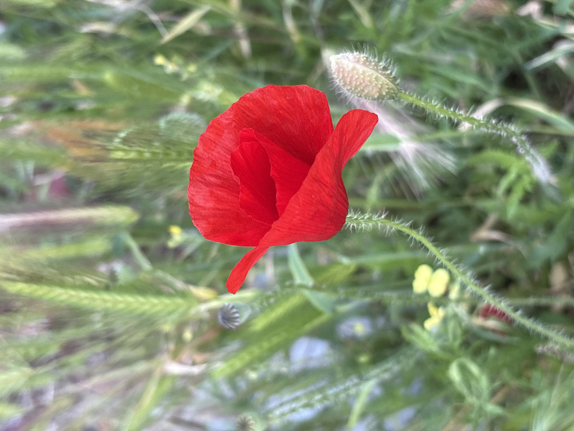 A close-up photograph depicts a vibrant red poppy flower in partial bloom. The petals are partially unfurled, revealing a glimpse of the flower's interior. A hairy bud is positioned to the right of the flower. The background is composed of green vegetation, including blades of grass. The location is outdoors. The location is Boreti, Montenegro is inferred.