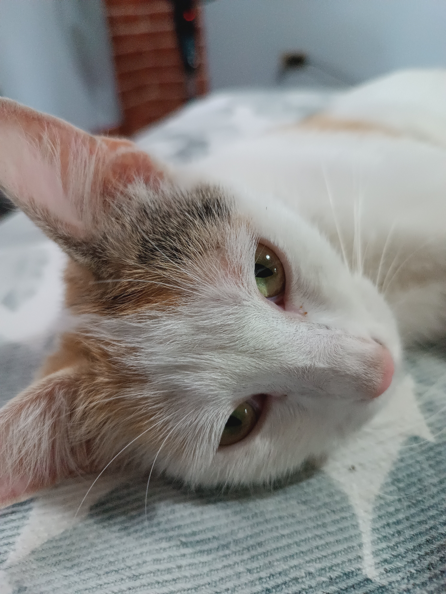 A close-up, eye-level shot captures a domestic cat with predominantly white fur, accented with patches of ginger and grey fur on its head and ears. The cat is lying on its side on a textured, grey surface, possibly a bed or sofa, with its head tilted towards the camera. Its large, green eyes are wide open and appear alert. The background is blurred, showing hints of a wooden structure and a light-colored wall. The lighting is soft, creating a gentle focus on the cat's face. The image is a photograph. There is no information within the image that places it in Viadana, Italy.