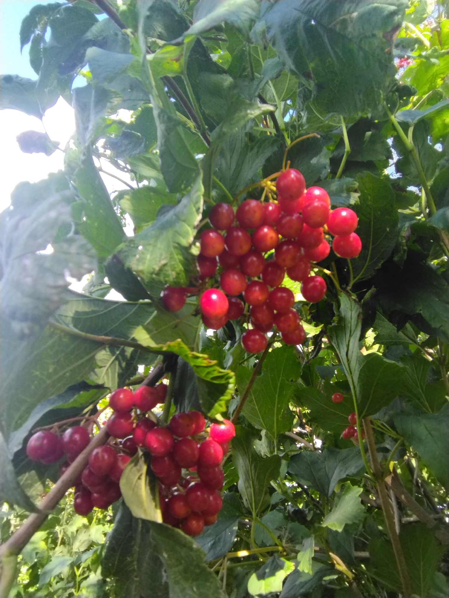This is a close-up, low-angle shot of ripe red berries on branches with green leaves under a bright sky. The berries are clustered together, some appearing round and others slightly elongated. The lighting suggests it is daytime with sunlight filtering through the foliage. The scene is a natural outdoor environment, likely a garden or a wild bush in the Кіраўскі сельскі Савет, Belarus. There are no people or animals visible in the image. The focus is on the fruit and the surrounding plant life.