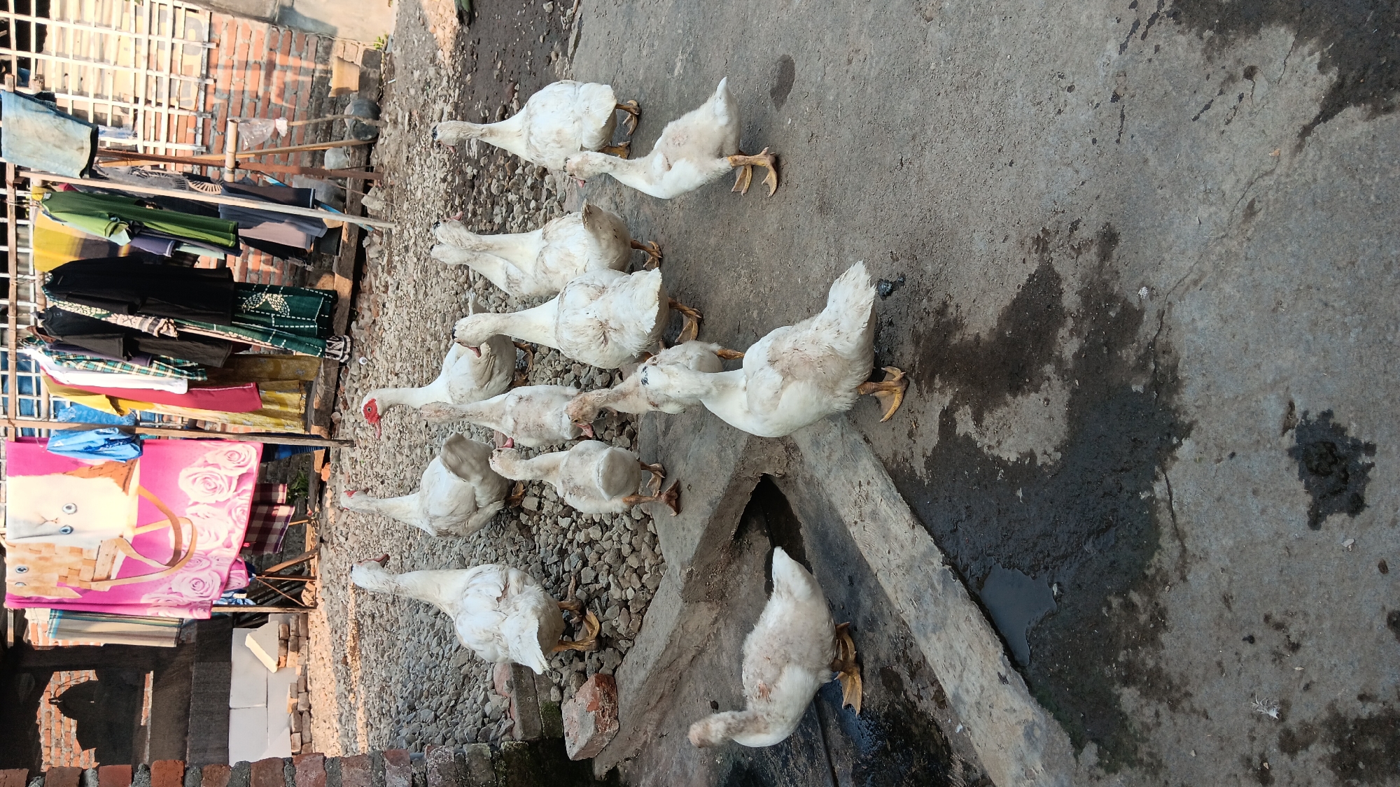 A flock of approximately ten white geese are gathered in an outdoor courtyard. The geese are of varying sizes and appear to be either adults or juveniles. Some are standing, while others are in motion, walking across the concrete ground. The environment consists of a rough, stony area behind the geese, and a wet, concrete surface in the foreground. A concrete channel or drain is visible on the left side of the foreground. In the background, a clothesline with various items of clothing and laundry hangs from a structure. A brick wall is visible on the left side of the image, and a brick wall with windows is in the far background. The scene suggests a domestic or rural setting, possibly in Sonobekel, Indonesia, given the architectural and environmental clues, and the presence of laundry hanging outdoors. There are no people visible in the image.