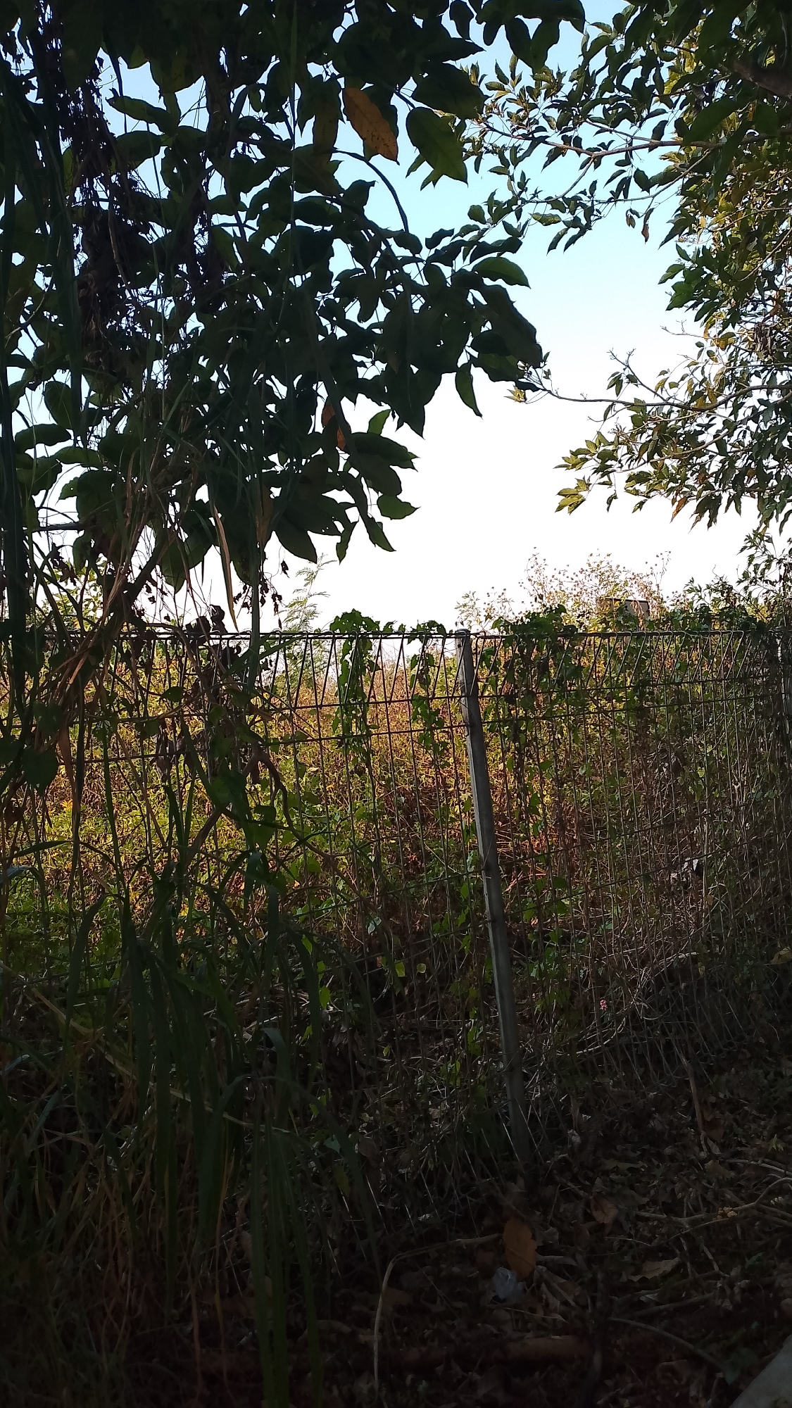 A chain-link fence runs horizontally across the middle ground of the image, with a grey metal fence post visible on the right side. Foliage, including dark green leaves and some brown, dried-out vegetation, grows through and behind the fence. A thin layer of what appears to be soil and fallen leaves covers the ground in the foreground. In the upper portion of the image, tree branches and leaves obscure a pale blue sky.