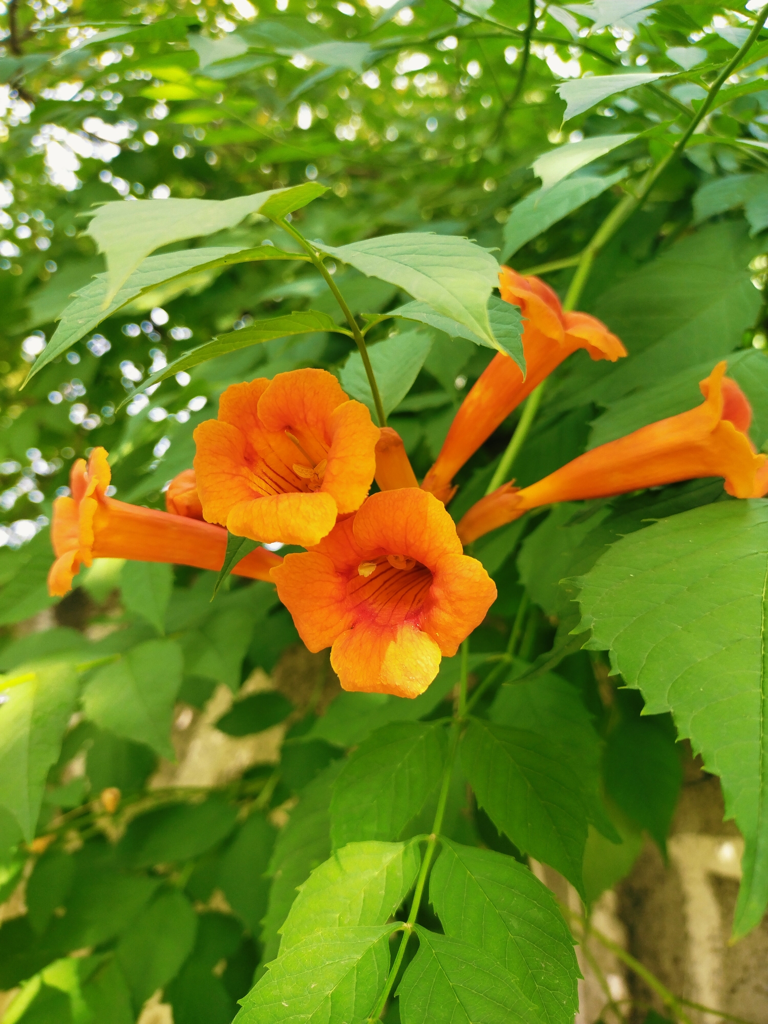 This is a close-up, eye-level photograph of several bright orange trumpet-shaped flowers and their surrounding green leaves. The flowers are in various stages of bloom, with some fully open and others still partially closed. The petals of the open flowers are ruffled and feature darker orange or red veining radiating from the center. The leaves are a vibrant green, with some appearing to be serrated along the edges. The background consists of more blurred green foliage and some out-of-focus bokeh lights, suggesting a natural or garden setting. The image was taken in Horishni Plavni, Ukraine.