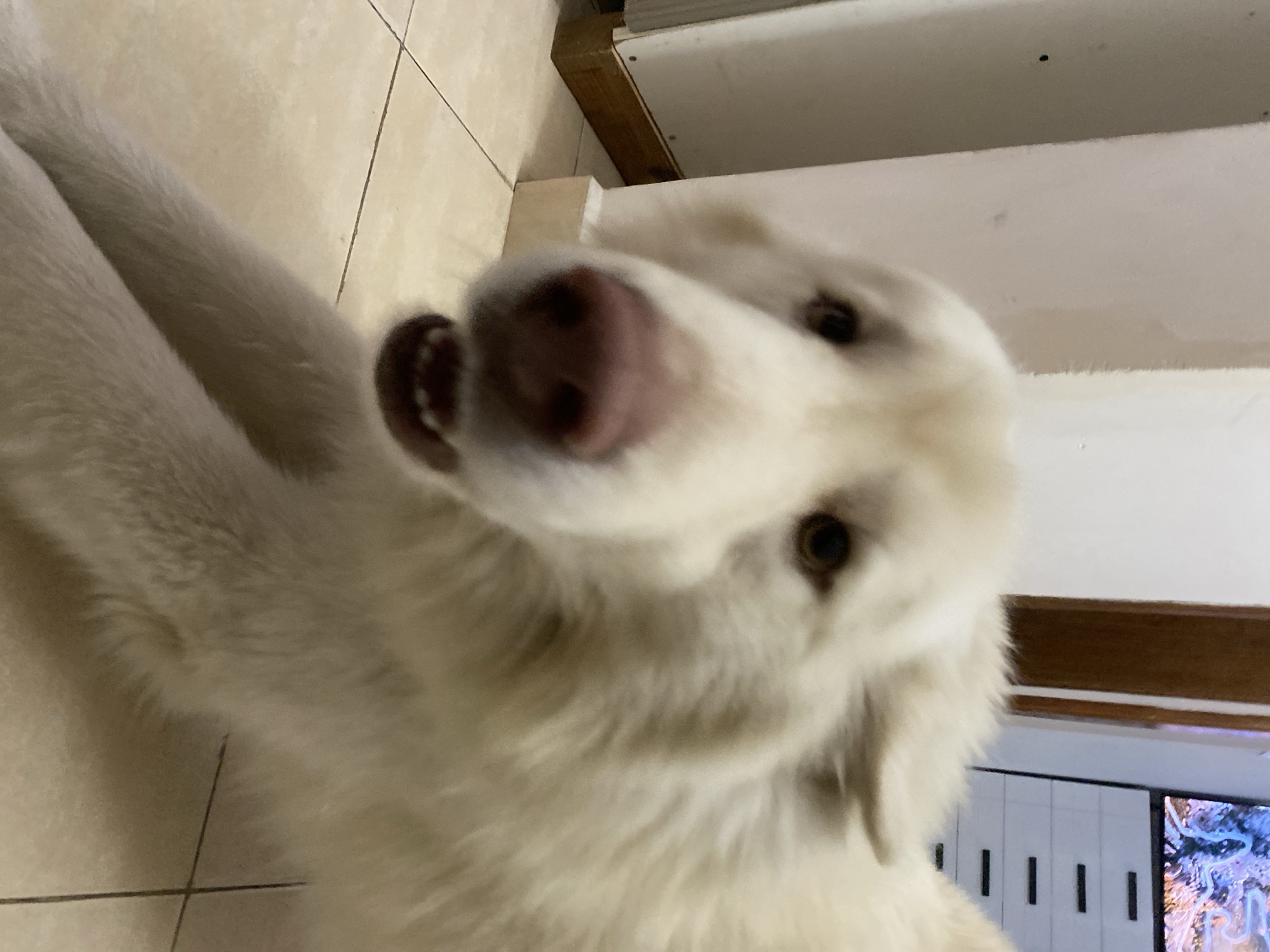 The image displays a white, long-haired dog positioned on a tiled floor in an indoor setting. The dog's front legs are extended forward, and its head is lowered, looking directly towards the viewer with its mouth slightly ajar, revealing lower teeth. The prominent features of the dog include its dark eyes, a pinkish nose, and dense, light-colored fur.
In the background to the left, a light-colored wall exhibits minor smudges and a dark vertical seam, possibly a door frame or structural element. A wooden baseboard runs along the bottom of this wall section. To the right, a white cabinet or dresser with multiple dark, horizontal drawer handles is visible. Above the cabinet, a television screen displays a colorful image, appearing to be abstract or a fantasy-themed scene with prominent blue and white hues. The floor consists of light-colored square tiles with visible grout lines. The scene is illuminated by interior lighting. This event is documented as occurring in Macho Muerto, Venezuela.