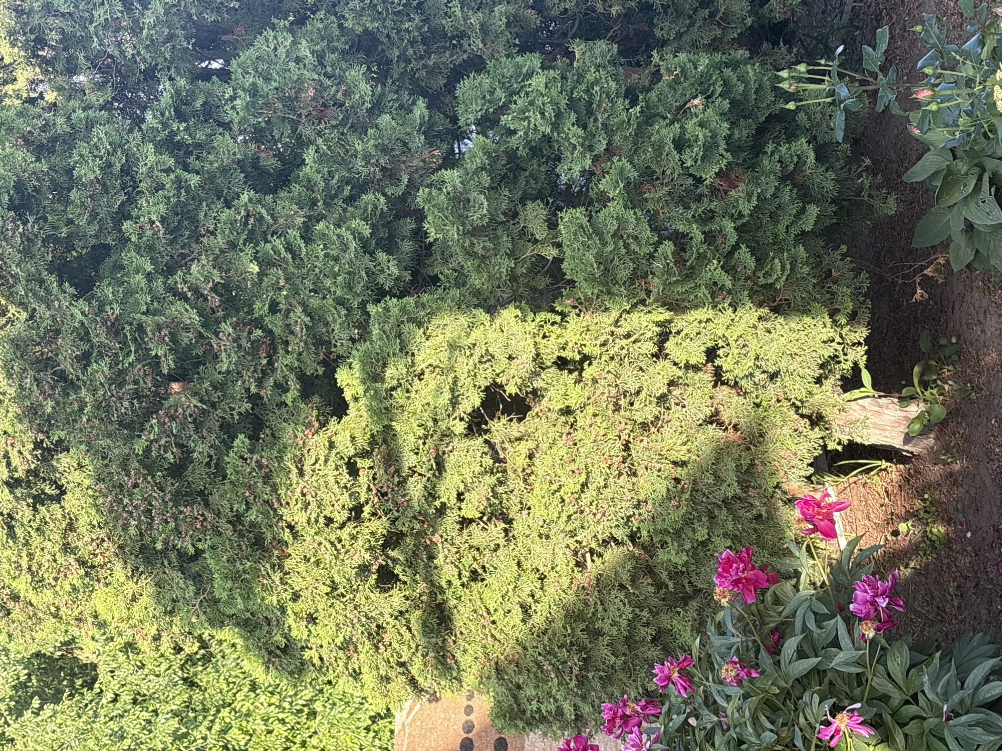 This is a daytime outdoor photograph of a dense evergreen tree, possibly a cypress or cedar, with branches full of small, conical seed structures. To the left of the evergreen, a cluster of bright pink peony flowers is in bloom, with their petals unfurling. The ground is covered with dark soil and some scattered dry leaves. Sunlight casts dappled shadows across the scene. The image is captured at a slight angle, focusing on the textures and colors of the foliage and flowers. The scene appears to be from a garden or yard. No people or animals are visible in the image. The location is specified as Sovkhoza "Razdol'e", Russia.