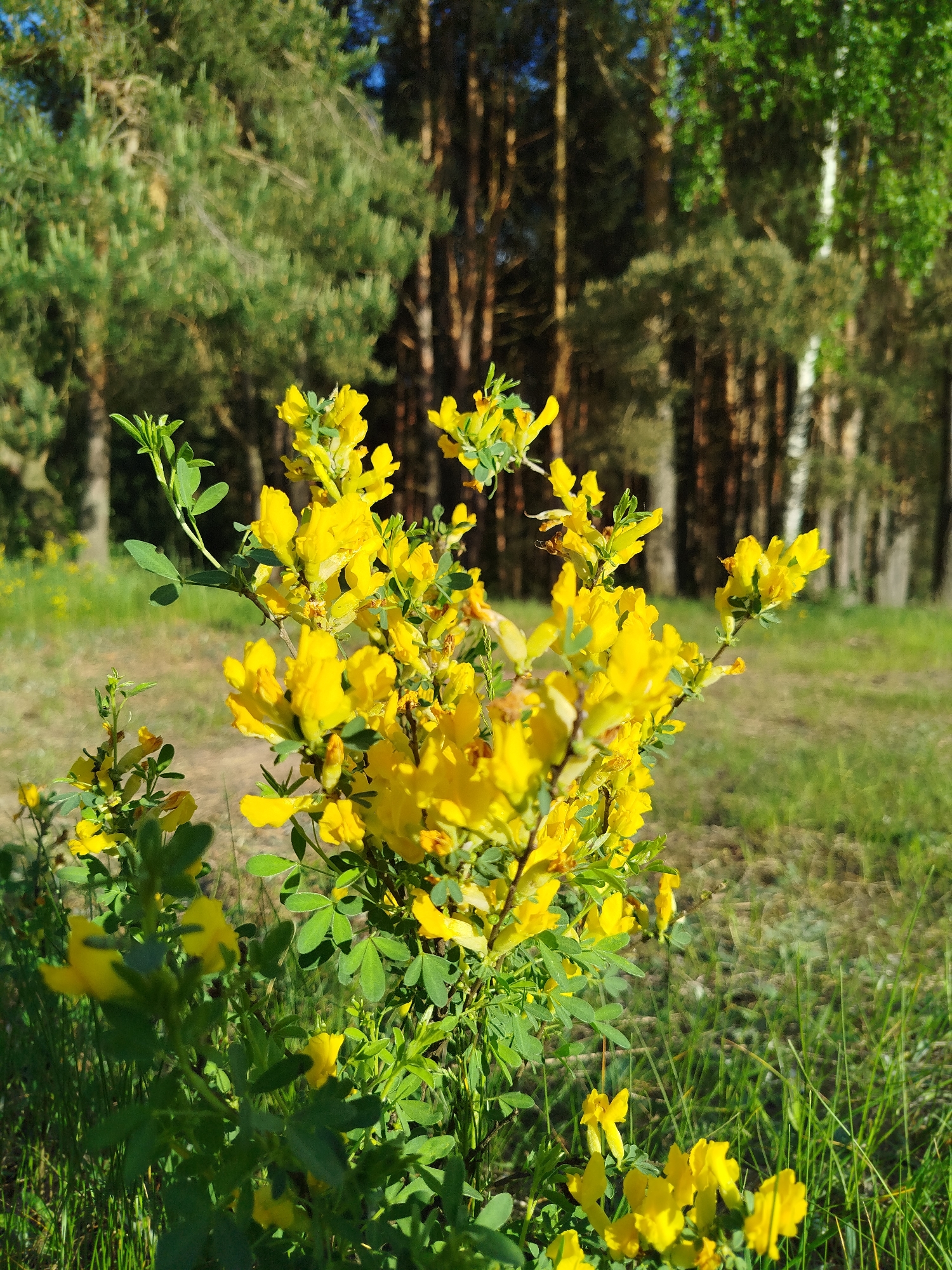 The image shows a vibrant cluster of yellow flowers with green leaves in a grassy field. In the background, there is a blurry view of trees, including both coniferous and deciduous varieties, which suggests a forest edge or a wooded area. The location is Заречье, Russia.