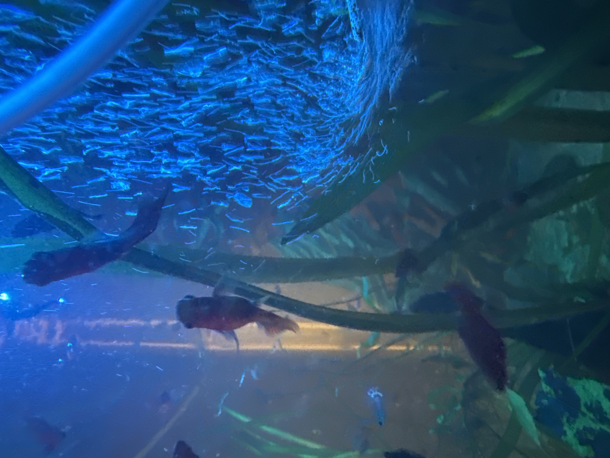 The image depicts an aquarium with several small fish swimming amongst green aquatic plants. The lighting is predominantly blue, creating a vibrant and somewhat ethereal atmosphere. Bubbles are visible, rising from what appears to be an aeration system. One fish, a betta, is in the foreground, while other smaller, brightly colored fish are scattered throughout the tank. The aquarium is situated in an indoor environment, though the specific location within an unknown city is not discernible from the image.