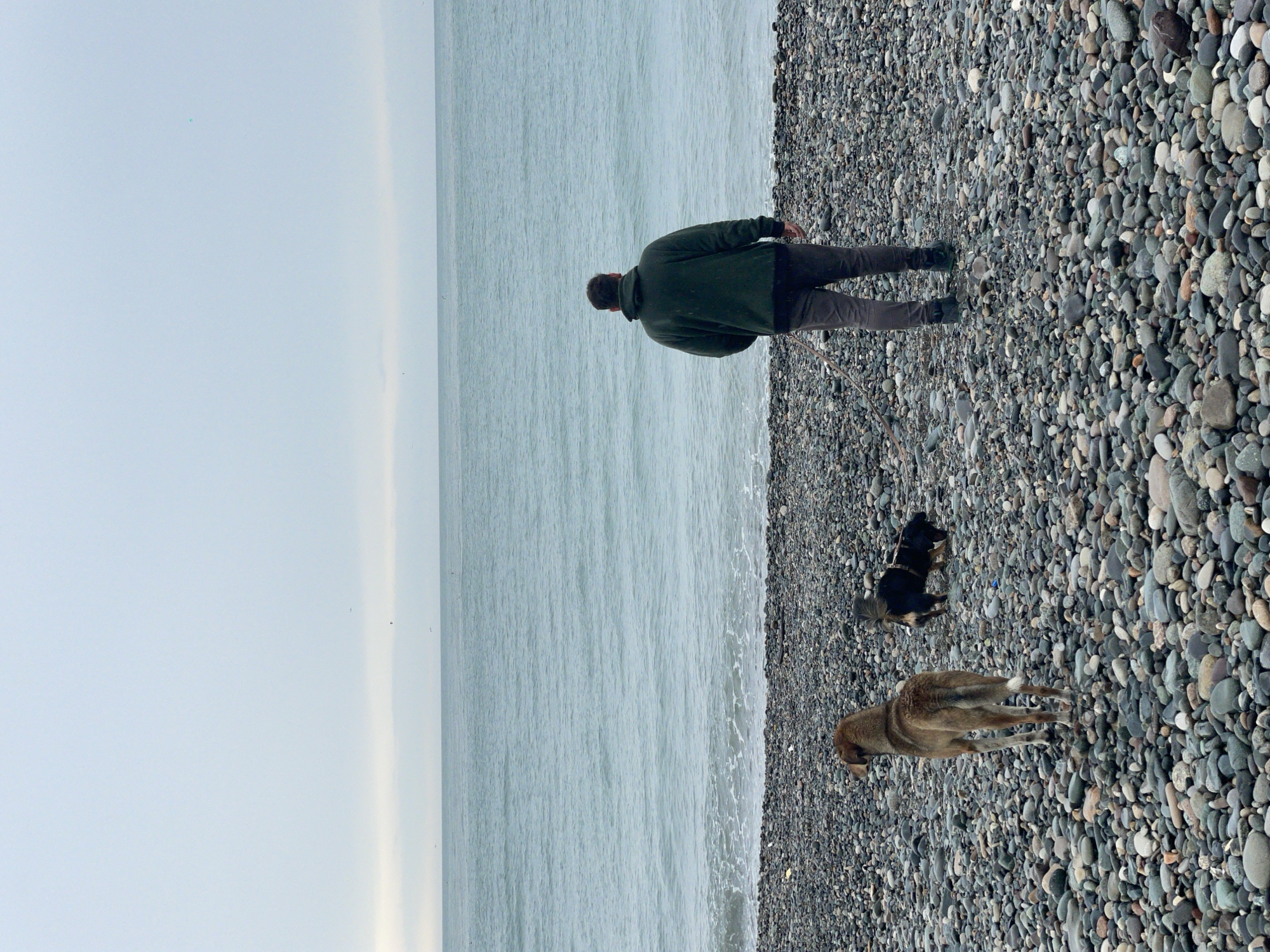 The image shows a man standing on a pebble beach at the edge of the sea. Two dogs are with him. The sky is overcast. This scene is likely in Batumi, Georgia, as it's a coastal city known for pebble beaches. The man is facing the sea. He is wearing a dark green jacket, dark pants, and dark shoes. One dog is brown and the other is black. The beach is covered in smooth, gray pebbles. The sea is calm with small waves. The horizon line is visible in the distance.