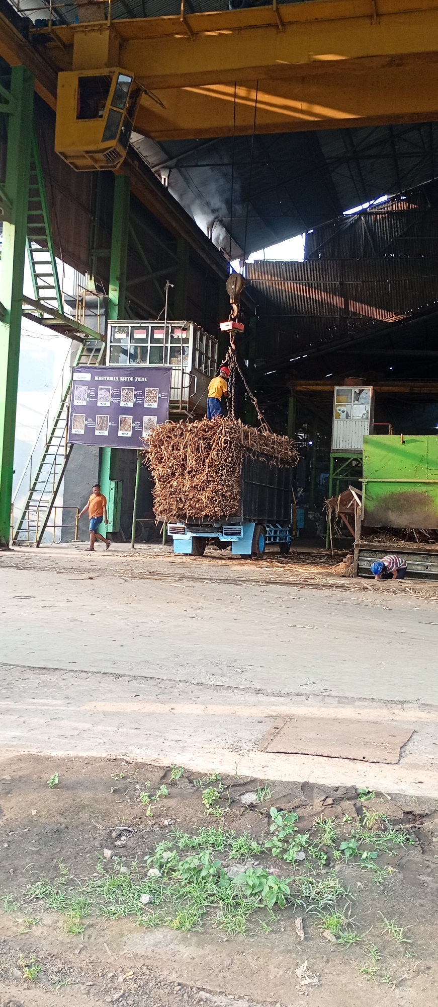 In Sebaung, Indonesia, a load of sugarcane is being lifted by a crane over a truck at what appears to be a processing facility. The crane's operator is visible in a yellow cab situated on the overhead gantry. Below, a worker in a yellow shirt and red hard hat stands on top of the sugarcane pile, overseeing the operation. A man in an orange shirt walks away from the truck, and another person in a striped shirt is seen kneeling on the ground near a green industrial machine to the right. The environment is an open-air industrial setting with a corrugated metal roof structure. The ground is paved and shows signs of wear, with patches of weeds and dirt.