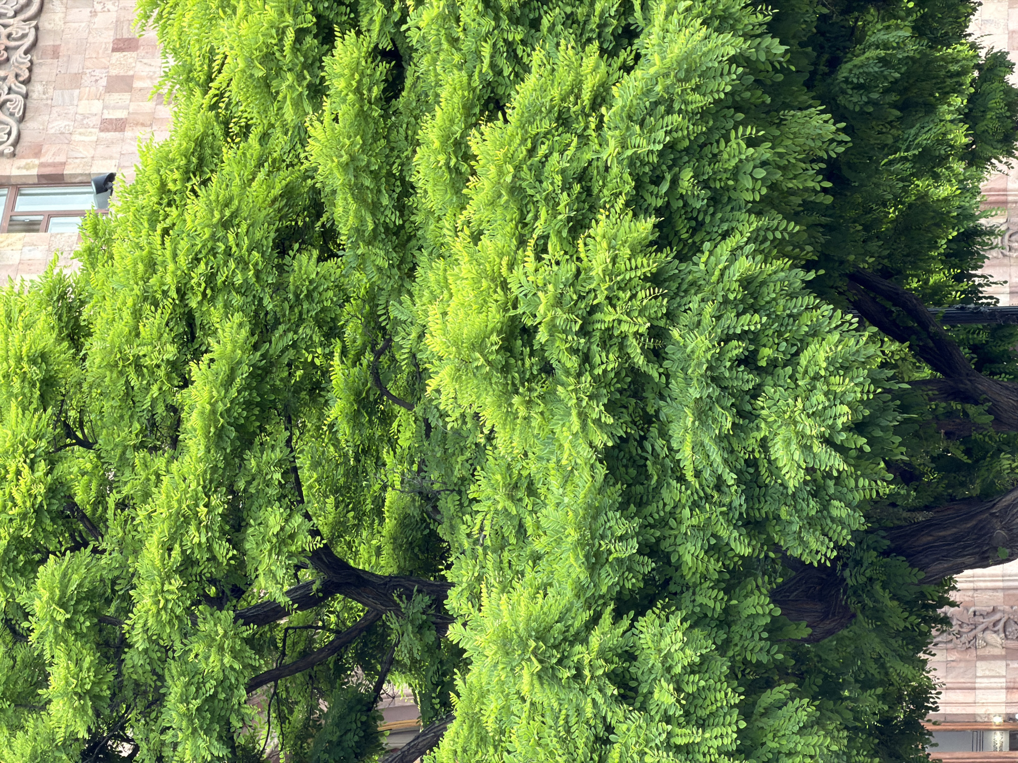 The image depicts lush green trees in Yerevan, Armenia. The foliage is dense and vibrant, obscuring much of the background. A section of a building is visible behind the trees, revealing ornate stonework and a window. Tree branches are visible among the leaves.