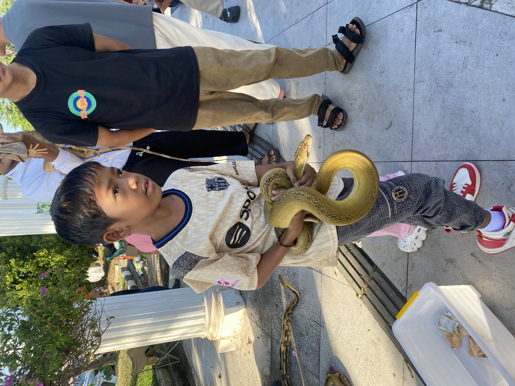 In Banjarbaru, Indonesia, a young boy holds a golden python, its body coiled around his arms and chest. He wears a tan and white soccer jersey with blue trim, and dark patterned pants. In the foreground, a white plastic bin with a yellow lid contains several Indonesian Rupiah banknotes. Behind the boy, other individuals are visible, including a young man in a black t-shirt with a circular logo, wearing brown pants and black sandals. A large white pillar stands to the left of the boy, and a tree with purple flowers is to the left of the pillar. The ground is paved with light-colored tiles. Another python is visible on the ground to the left of the boy. The scene appears to be outdoors, possibly in a public area.