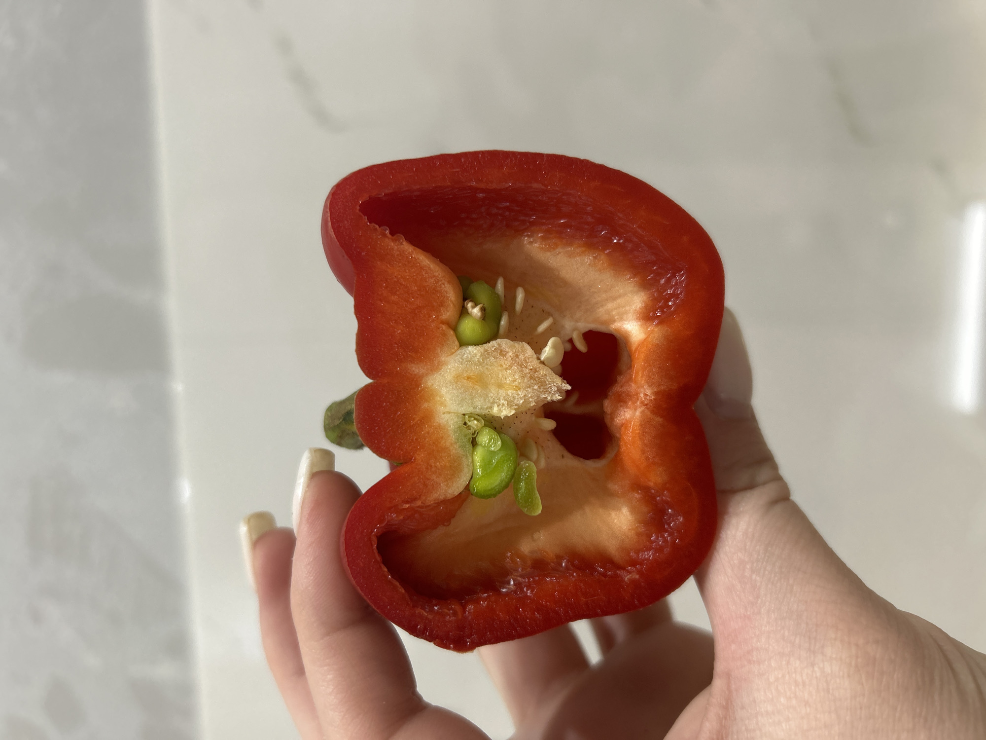 A close-up, eye-level shot shows a human hand holding a red bell pepper that has been cut in half lengthwise. The pepper is vibrant red on its exterior, with a paler, orange-yellow interior. Visible inside are numerous small, white seeds attached to the central core, along with several distinct, small, bright green, underdeveloped pepper growths or "baby peppers" sprouting from within. These internal growths are smooth and somewhat elongated.
The hand, likely female, has neatly manicured fingernails painted a light, natural color. The skin of the hand shows some texture but no distinguishing marks. The pepper is held vertically, with the cut side facing the viewer, slightly tilted.
The background is a soft, out-of-focus light gray or white surface, possibly a kitchen counter or wall, suggesting an indoor setting. The lighting appears bright and even, highlighting the fresh texture of the pepper and the details of its interior. There are no visible texts, specific time of day cues, or expressions of emotion. The location context provided for this media is Chaikovsky, Russia.