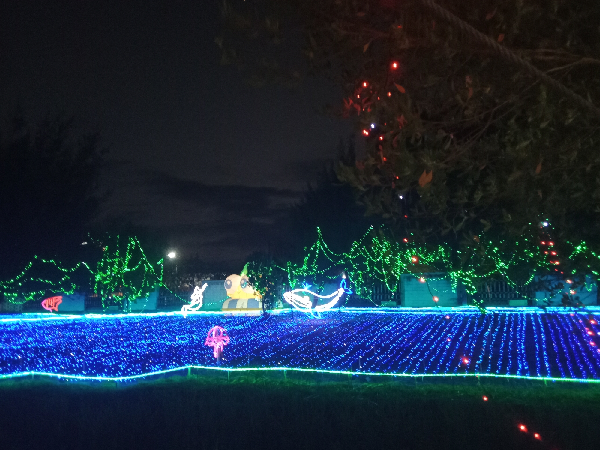 The image depicts an outdoor nighttime scene illuminated by numerous colorful lights, likely part of a holiday or seasonal display. The foreground features a dense bed of blue LED lights, forming a luminous surface. Above this, a row of illuminated figures and structures is visible. To the left, a red neon fish shape is apparent. Moving right, a white neon figure resembling a mermaid or swimmer is present, followed by a large yellow and black circular figure that appears to be a character like a duck or bee. Further to the right, a white neon whale shape swims through the display. Behind these figures, green lights weave through trees and bushes, creating a vibrant, illuminated canopy effect. Red and white lights are also scattered among the foliage. The background suggests an urban environment with some buildings or structures partially visible through the illuminated trees. The overall impression is one of a festive and decorative light installation. This scene is located in the city of Probolinggo, Indonesia.