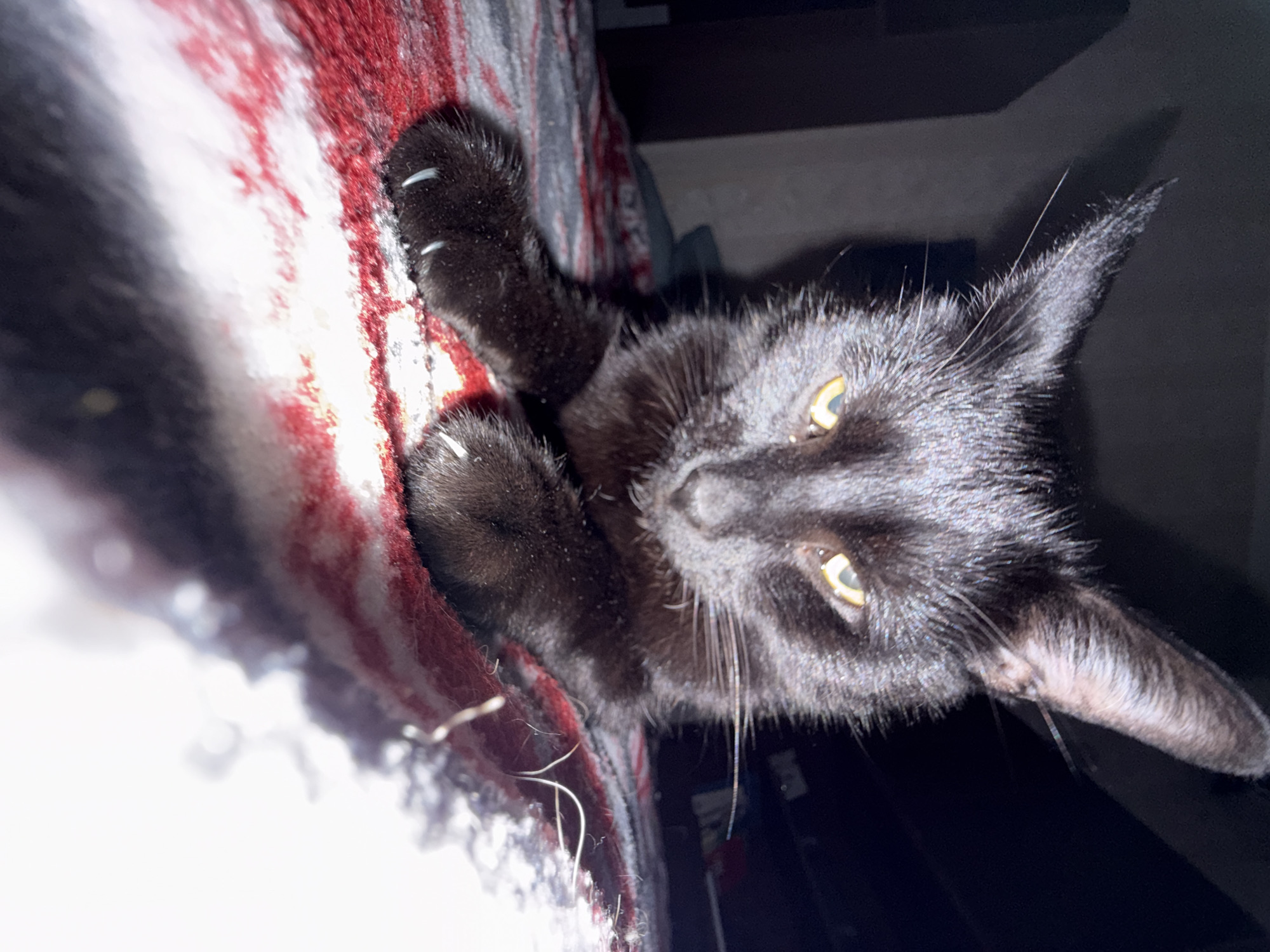A low-angle, close-up shot captures a black cat lying on a blanket with a red, white, and gray pattern. The cat is facing forward, with its paws extended. Its eyes are open and yellow, and its ears are perked up. The lighting in the image is dim, with a strong light source coming from the right, casting shadows on the left side of the cat's face and the background. The background is dark and out of focus, with some blurred shapes that suggest furniture or a wall. There is no information about the location in Khimki, Russia.